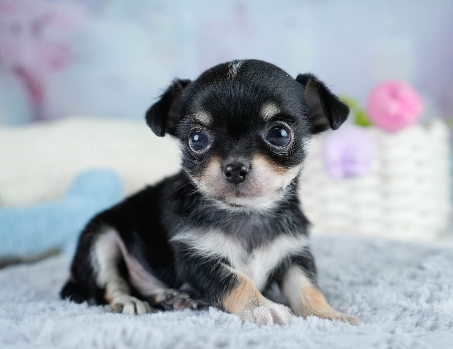 チワワ(ロング) | 男の子 | ブラックタン&ホワイト | 2025年10月25日