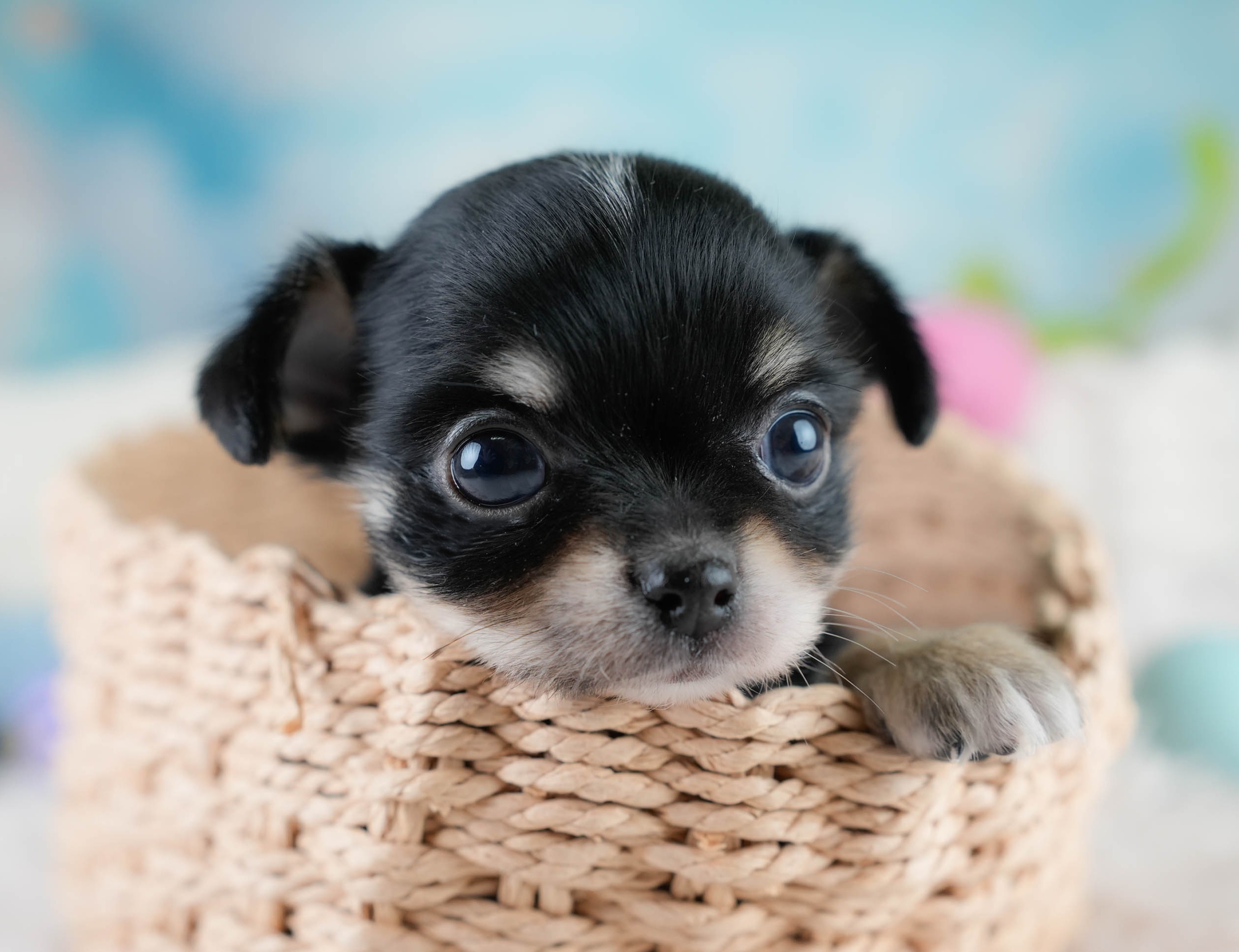 チワワ(ロング) | 男の子 | ブラックタン&ホワイト | 2025年10月25日