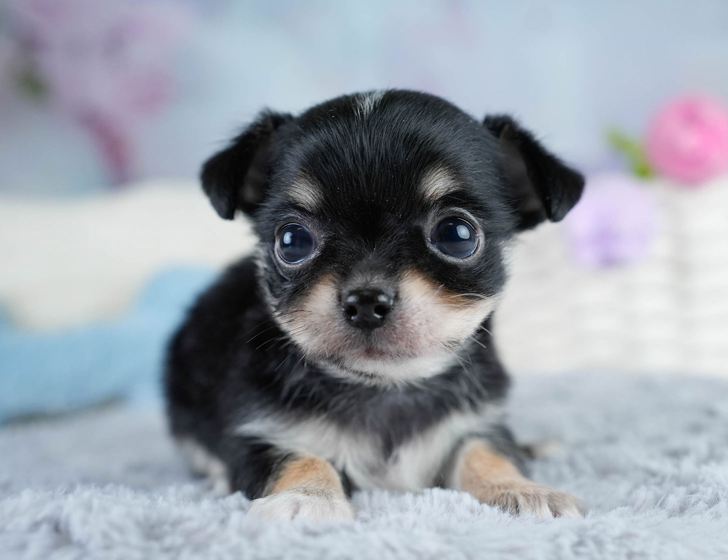 チワワ(ロング) | 男の子 | ブラックタン&ホワイト | 2025年10月25日