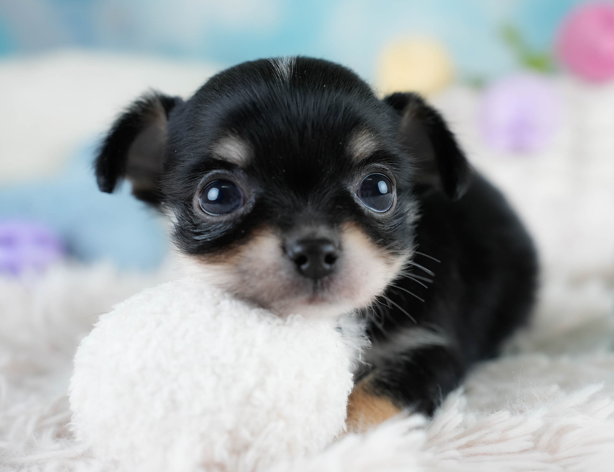 チワワ(ロング) | 男の子 | ブラックタン&ホワイト | 2025年10月25日