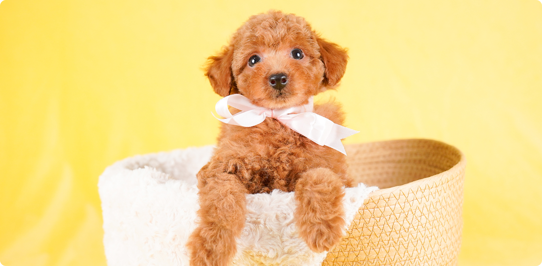フローエンスなら、たくさんの子犬とふれあい、出会える。新しい家族との確かな出会いと暮らしをサポートします。
