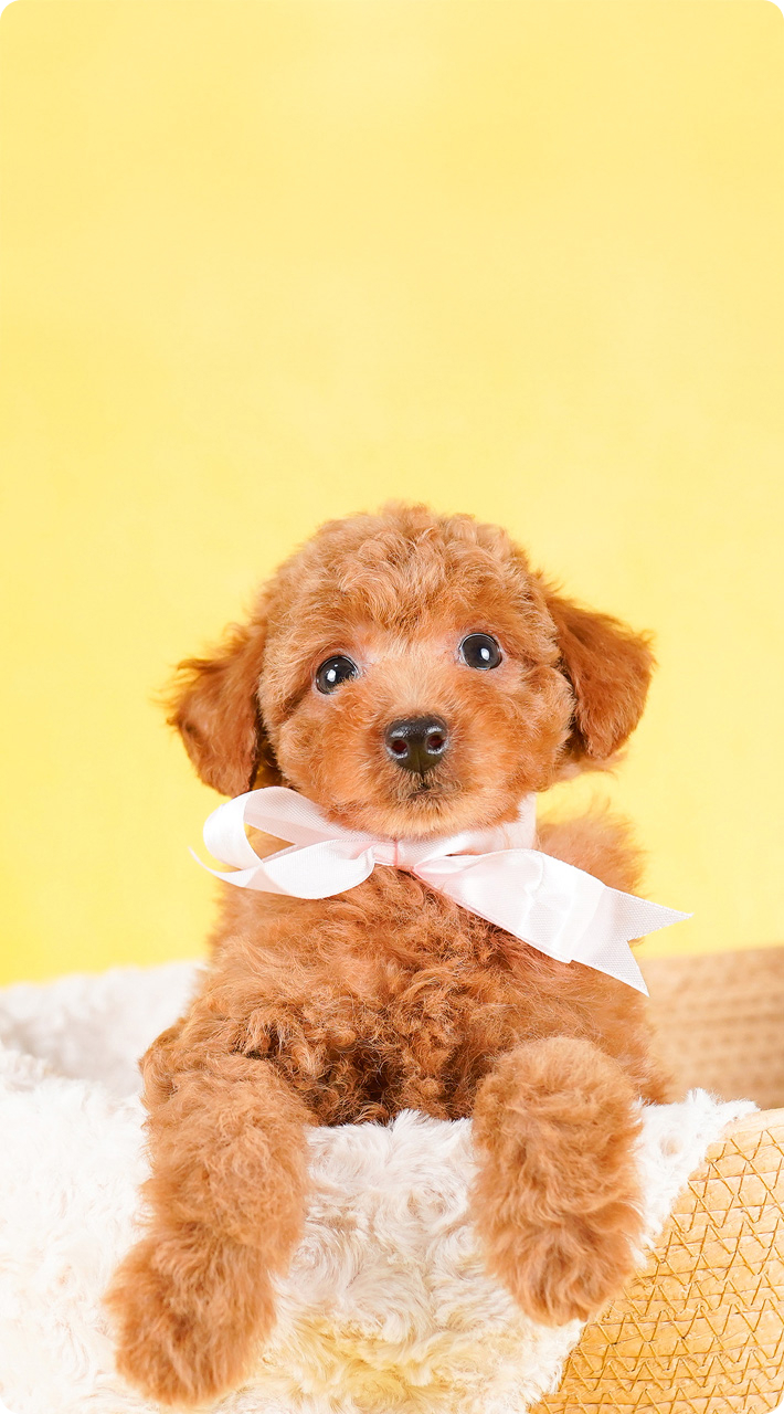 フローエンスなら、たくさんの子犬とふれあい、出会える。新しい家族との確かな出会いと暮らしをサポートします。