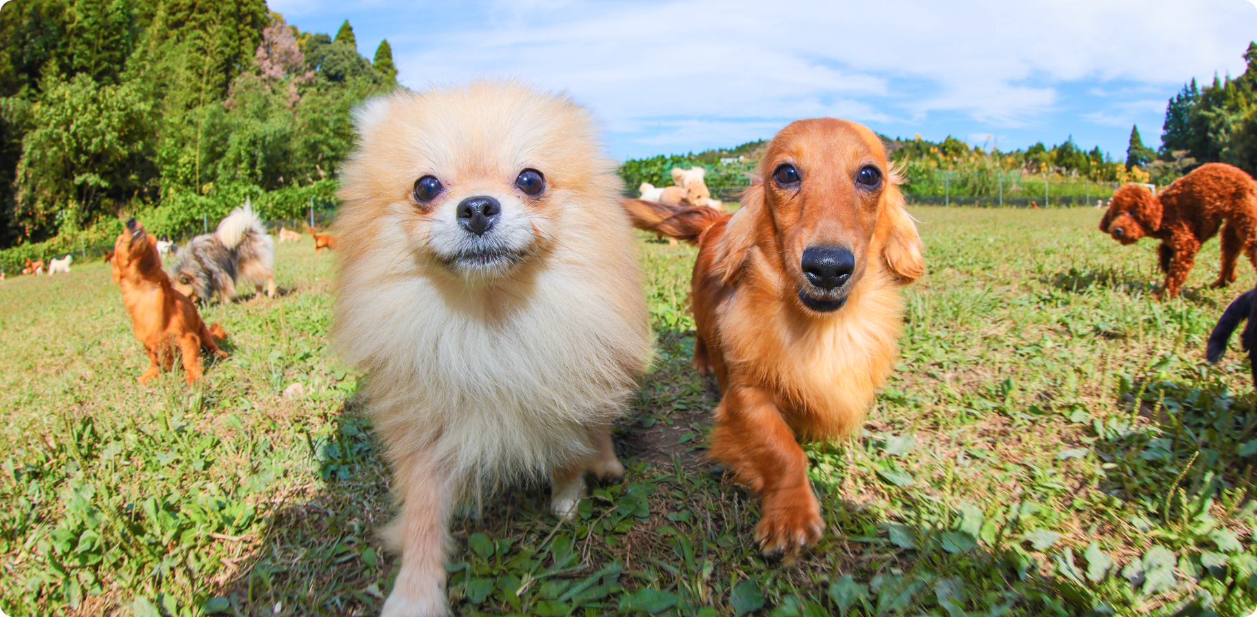 フローエンスなら、たくさんの子犬とふれあい、出会える。新しい家族との確かな出会いと暮らしをサポートします。