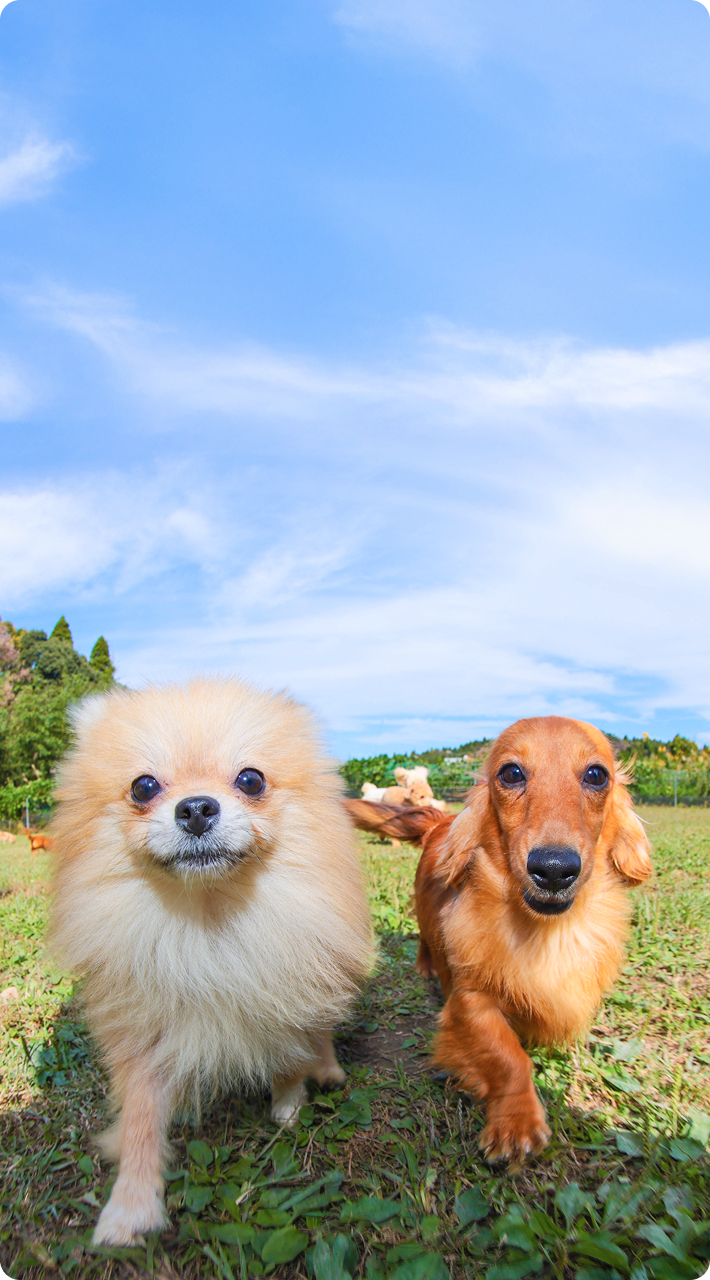 フローエンスなら、たくさんの子犬とふれあい、出会える。新しい家族との確かな出会いと暮らしをサポートします。