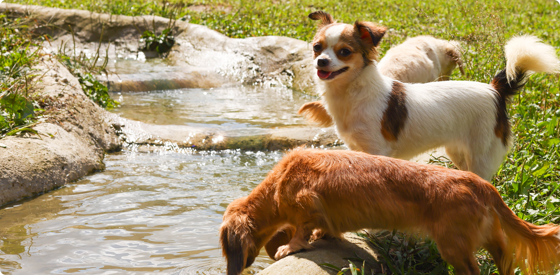フローエンスなら、たくさんの子犬とふれあい、出会える。新しい家族との確かな出会いと暮らしをサポートします。
