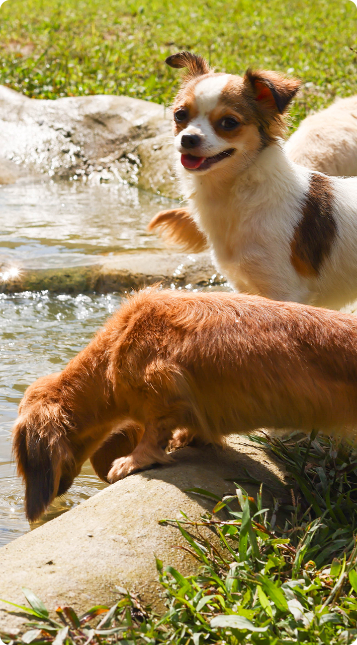 フローエンスなら、たくさんの子犬とふれあい、出会える。新しい家族との確かな出会いと暮らしをサポートします。