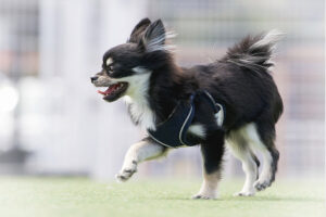 チワワの種類は？被毛の長さ・毛色・体型などの特徴・種類を紹介！