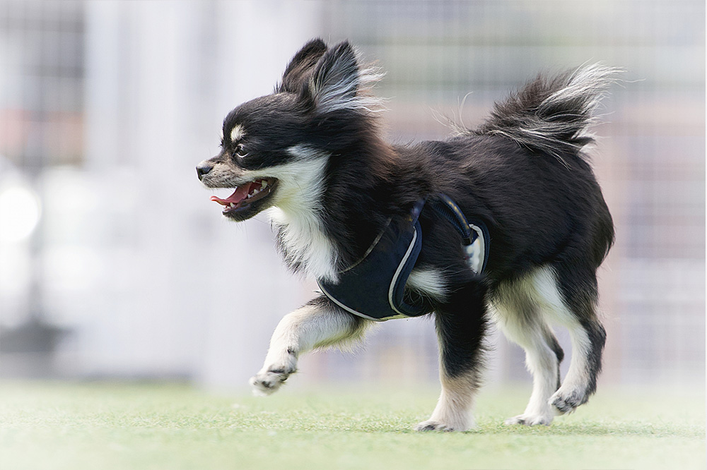 チワワの種類は？被毛の長さ・毛色・体型などの特徴・種類を紹介！