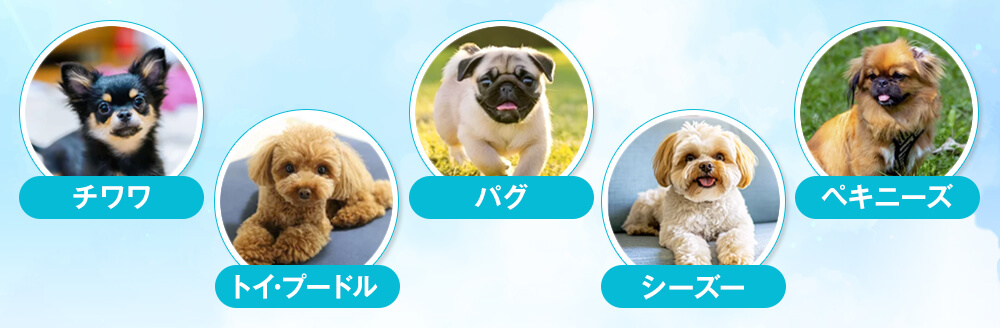 共働き家庭におすすめの犬種一覧