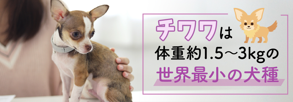 チワワの特徴と飼いやすさ