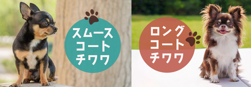 チワワの被毛の長さの種類