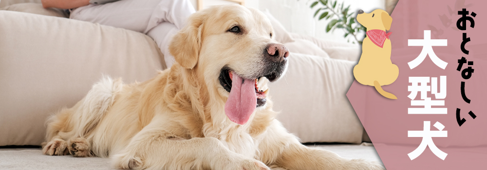 おとなしい性格の大型犬3選