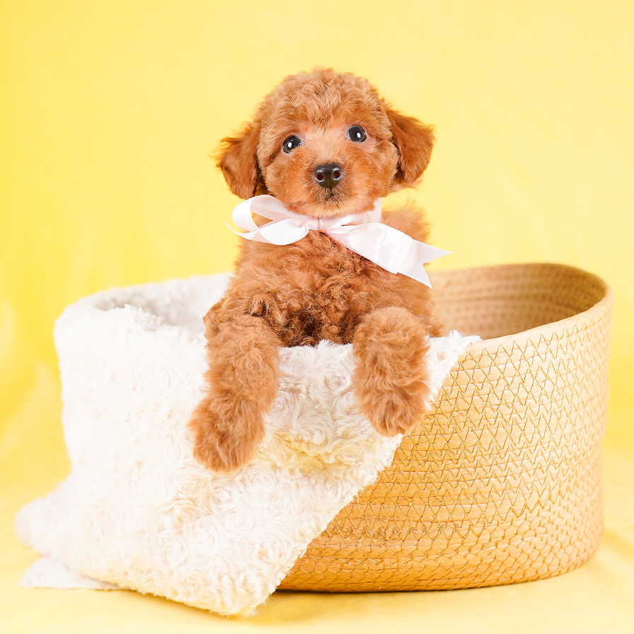 サイトリニューアルのお知らせ