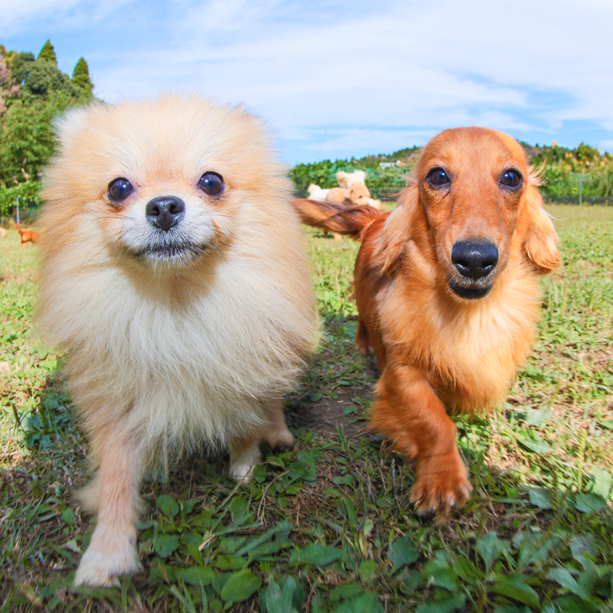 サイトリニューアルのお知らせ