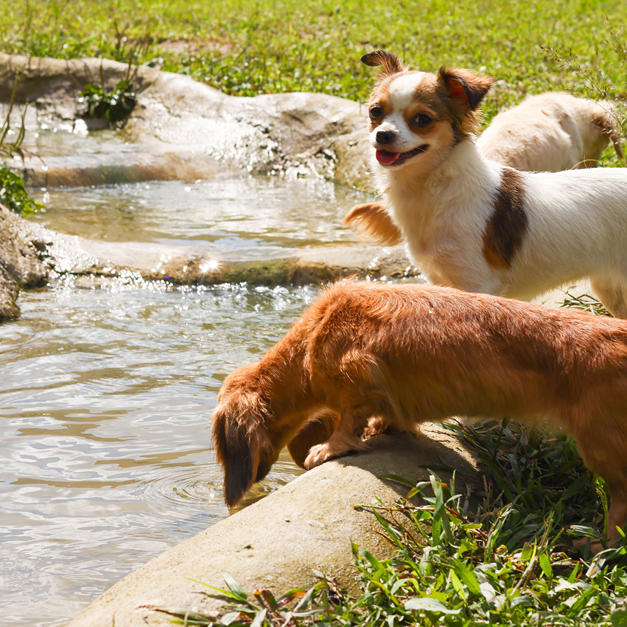 サイトリニューアルのお知らせ