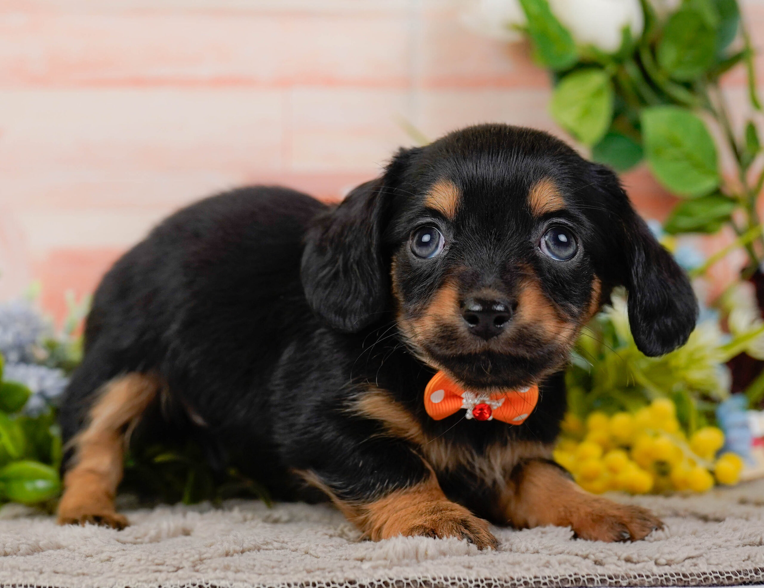 チワックス | 女の子 | ブラック＆タン | 2025年11月15日