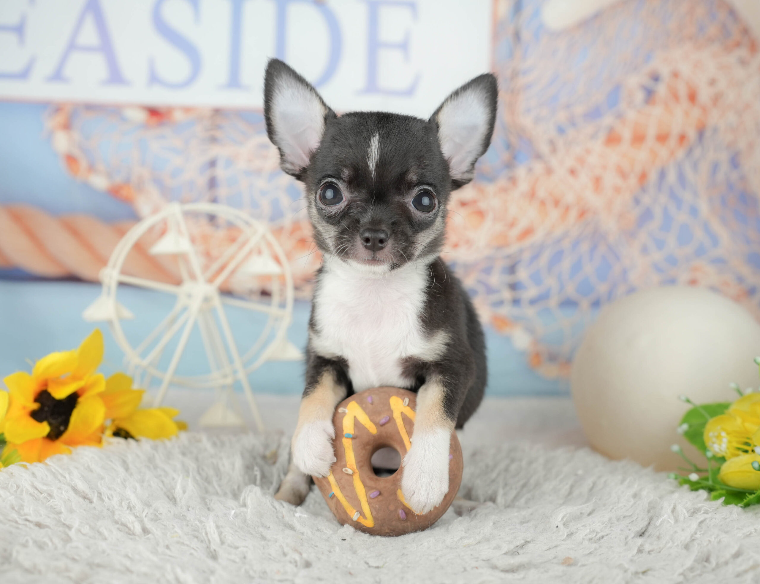 チワワ(スムース) | 女の子 | ブラック＆ホワイト | 2025年11月25日