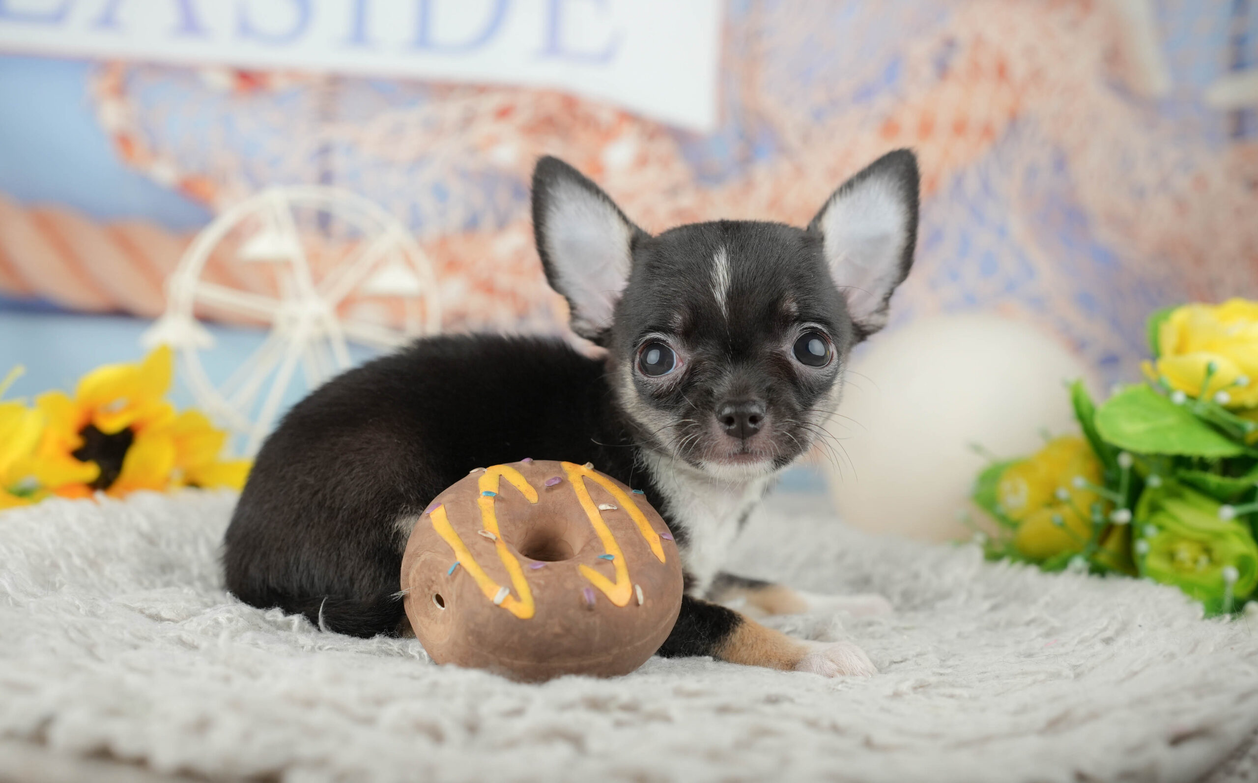 チワワ(スムース) | 女の子 | ブラック&ホワイト | 2025年11月25日