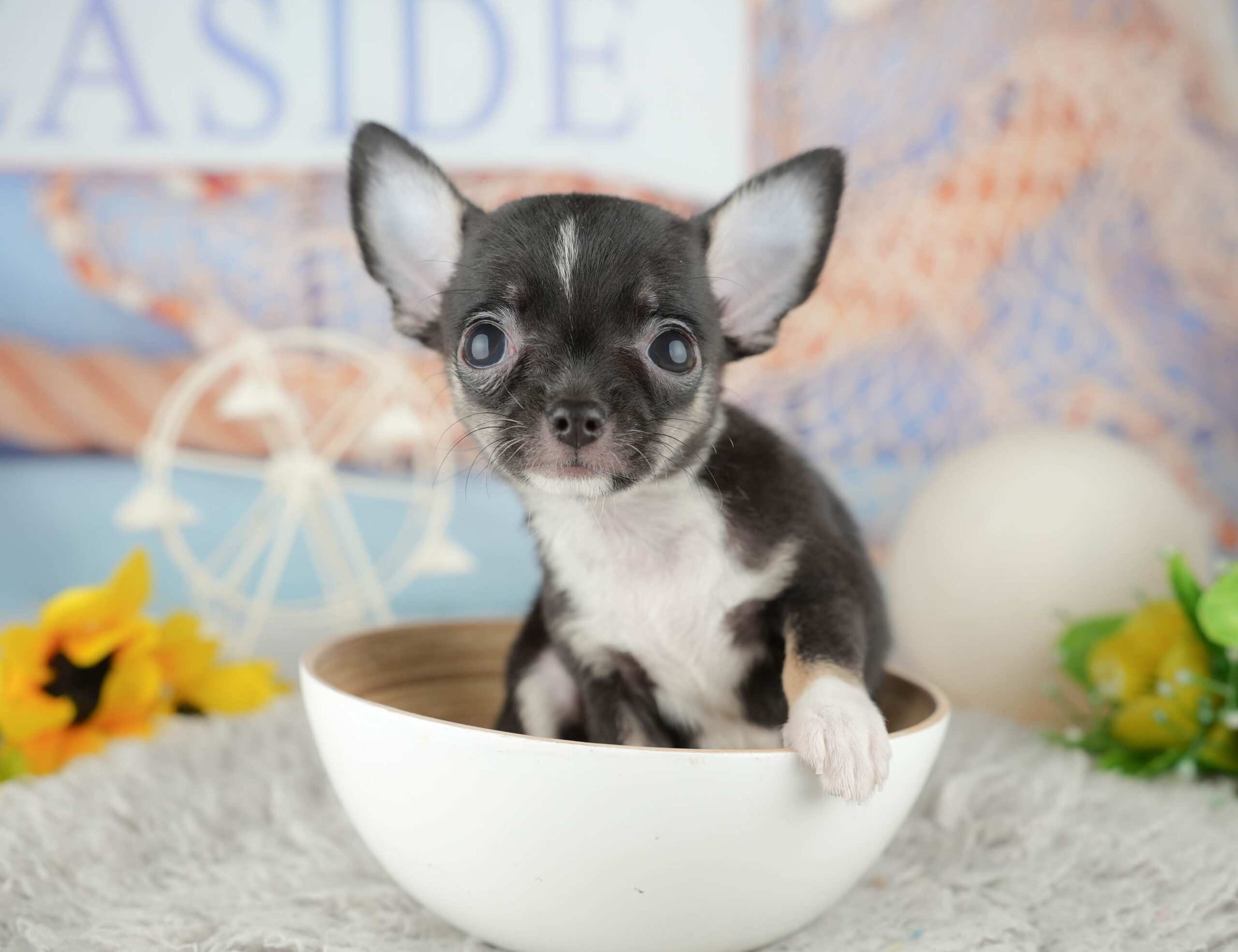 チワワ(スムース) | 女の子 | ブラック&ホワイト | 2025年11月25日