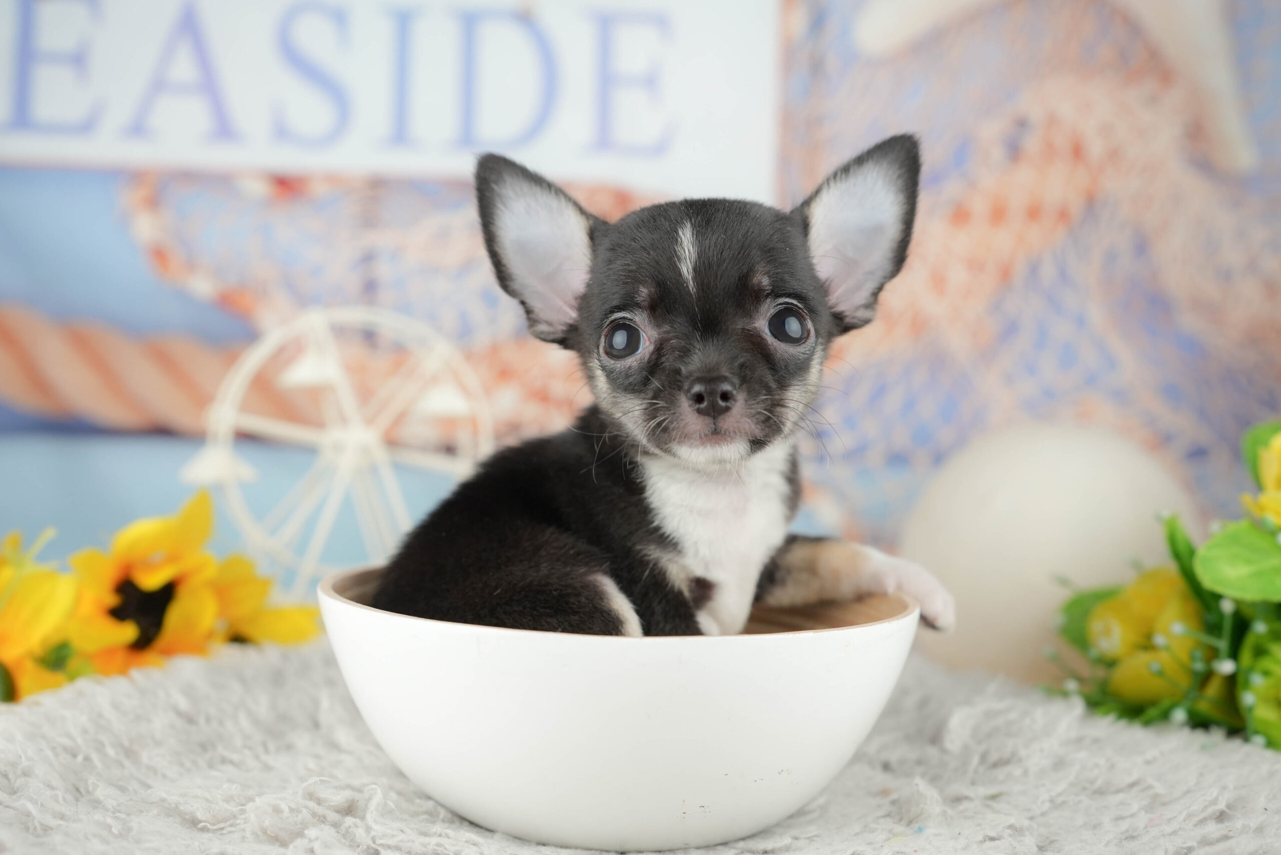 チワワ(スムース) | 女の子 | ブラック&ホワイト | 2025年11月25日