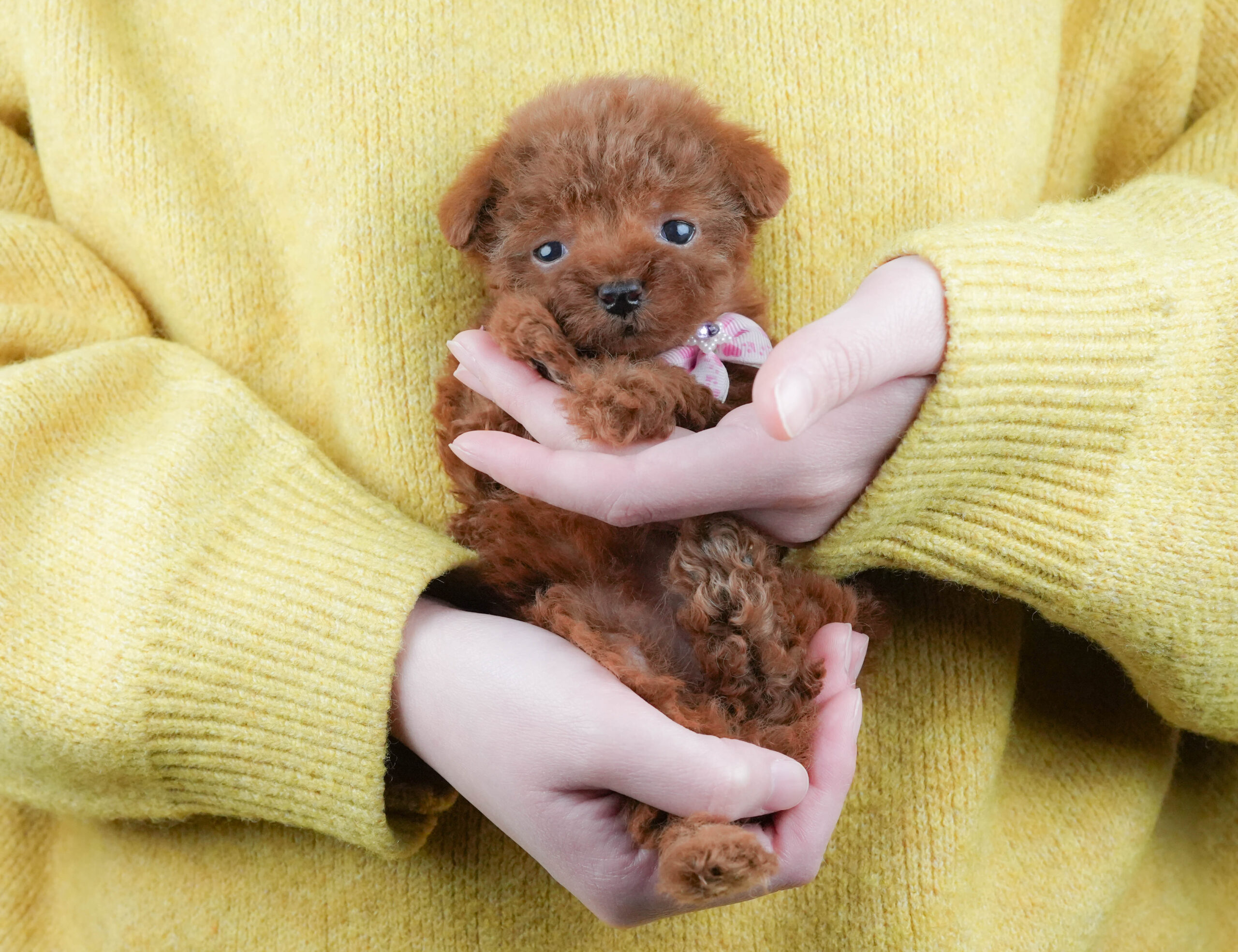 タイニー・プードル | 女の子 | レッド | 2025年12月8日