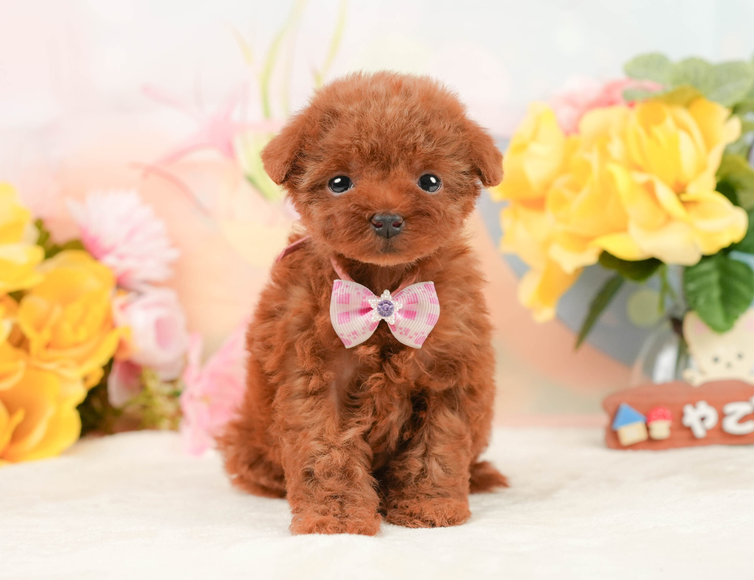 タイニー・プードル | 女の子 | レッド | 2025年12月8日