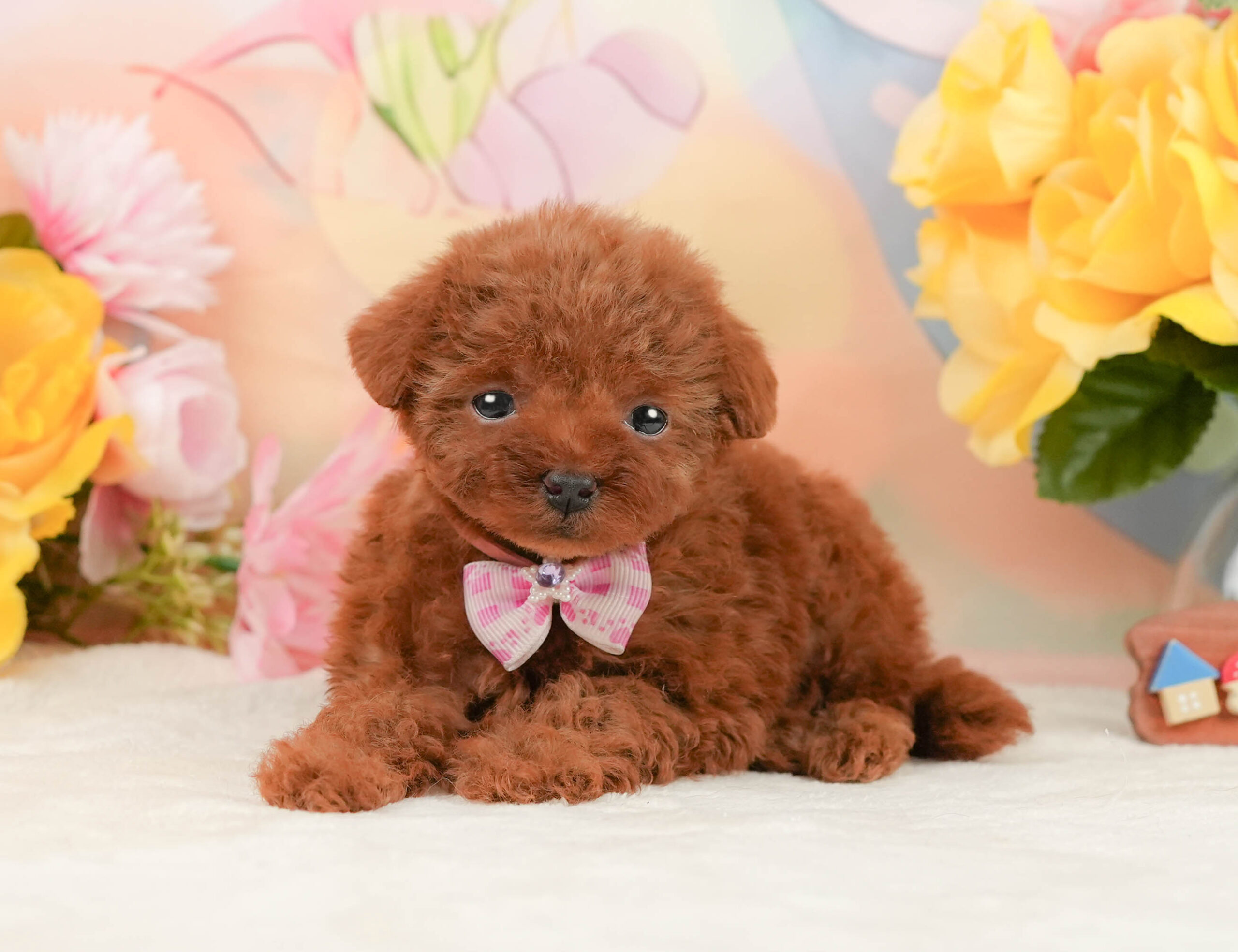 タイニー・プードル | 女の子 | レッド | 2025年12月8日