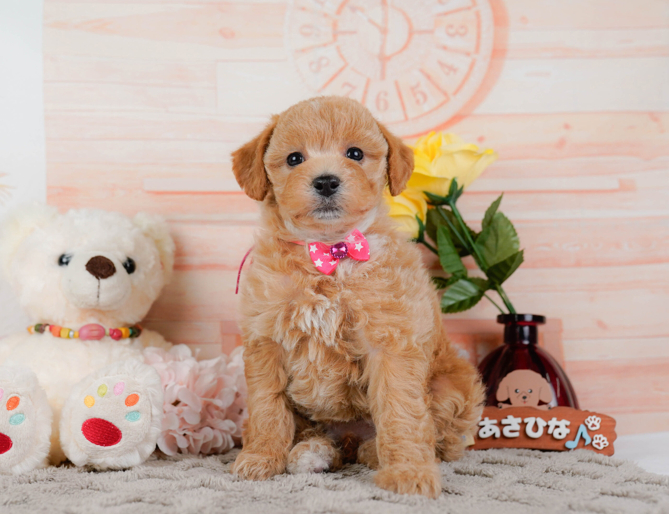 ビションプー | 女の子 | アプリコット | 2025年12月16日