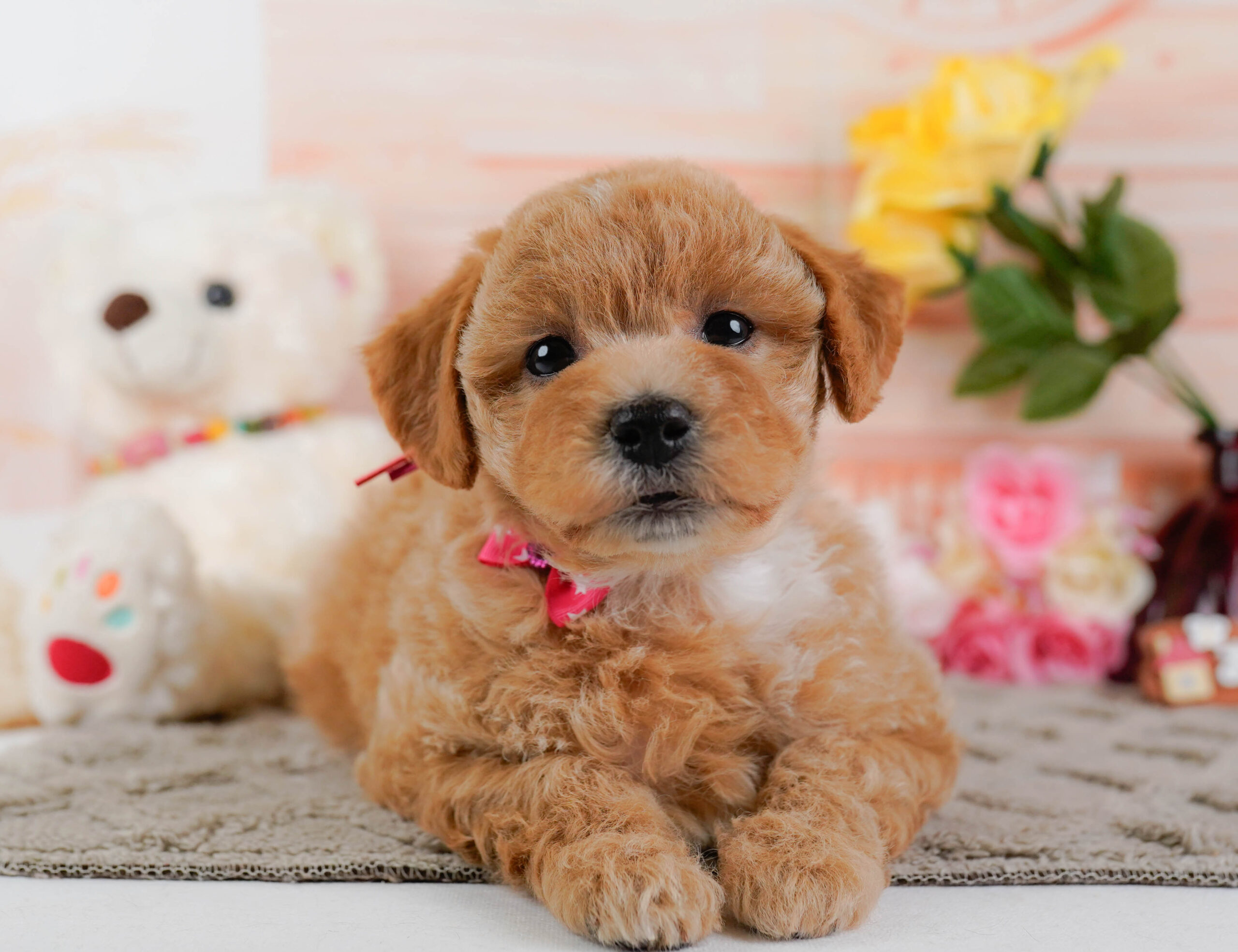 ビションプー | 女の子 | アプリコット | 2025年12月16日