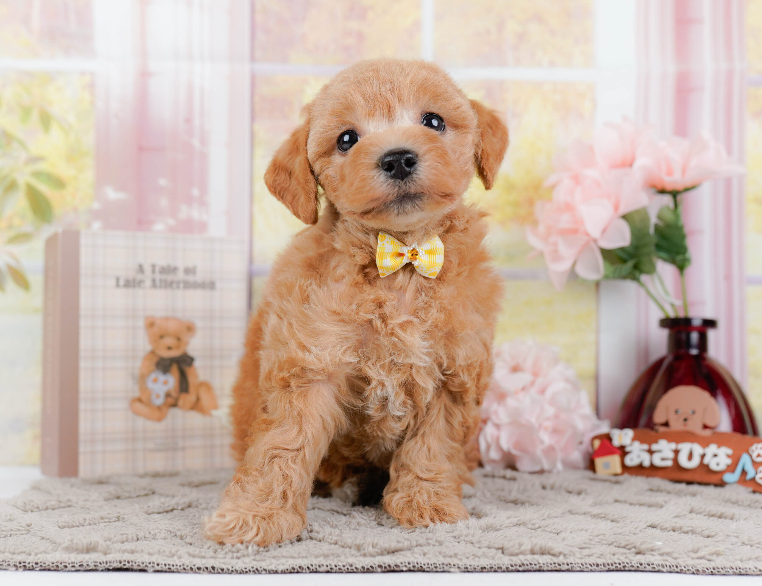 ビションプー | 女の子 | アプリコット | 2025年12月16日