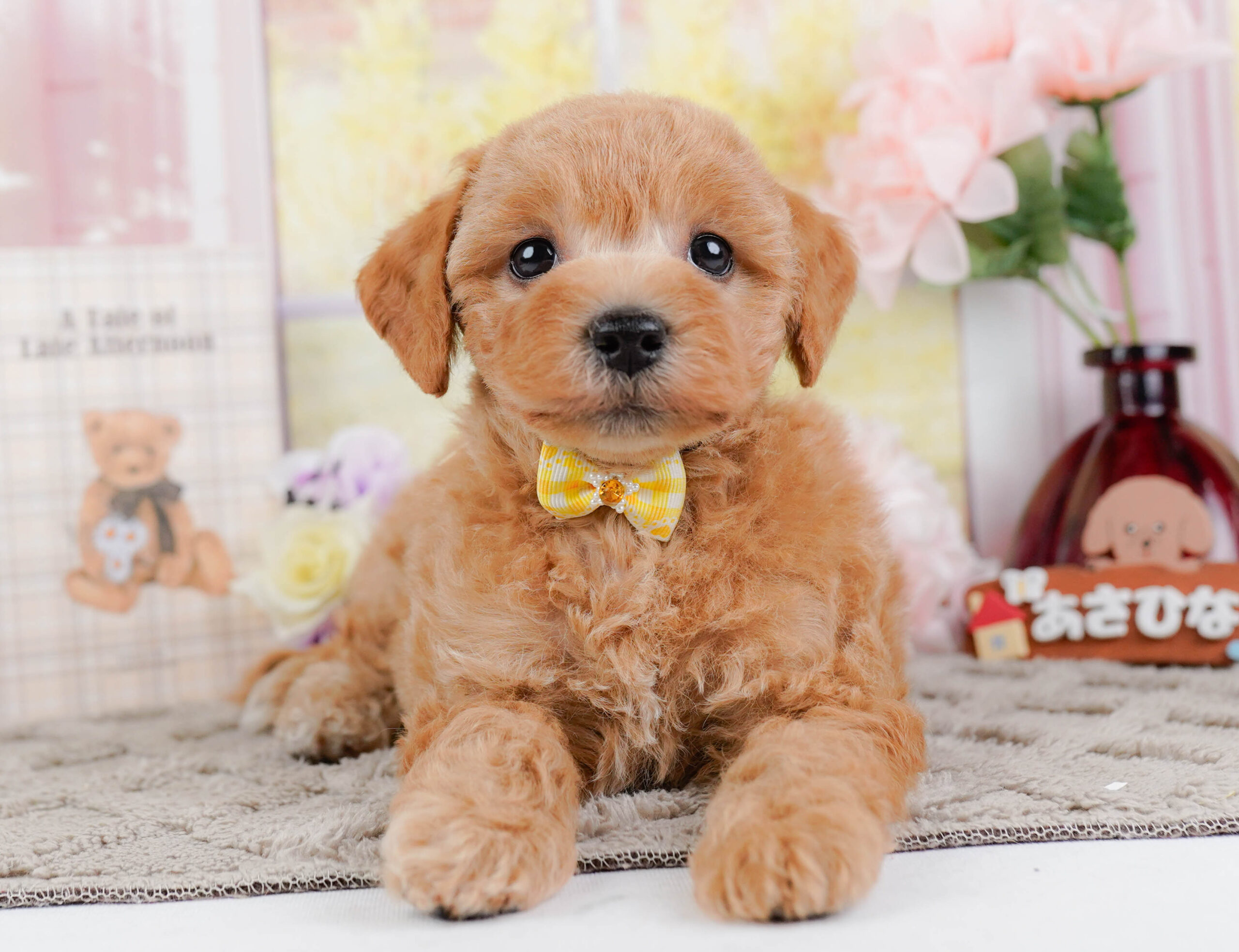 ビションプー | 女の子 | アプリコット | 2025年12月16日