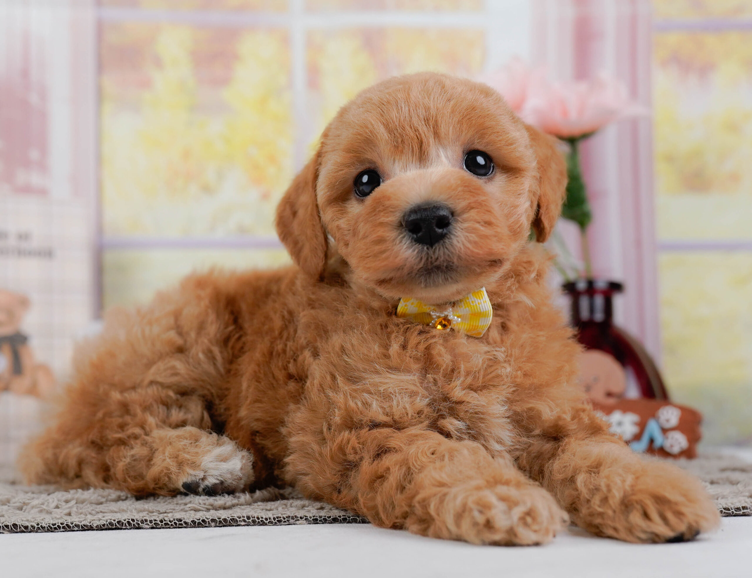 ビションプー | 女の子 | アプリコット | 2025年12月16日