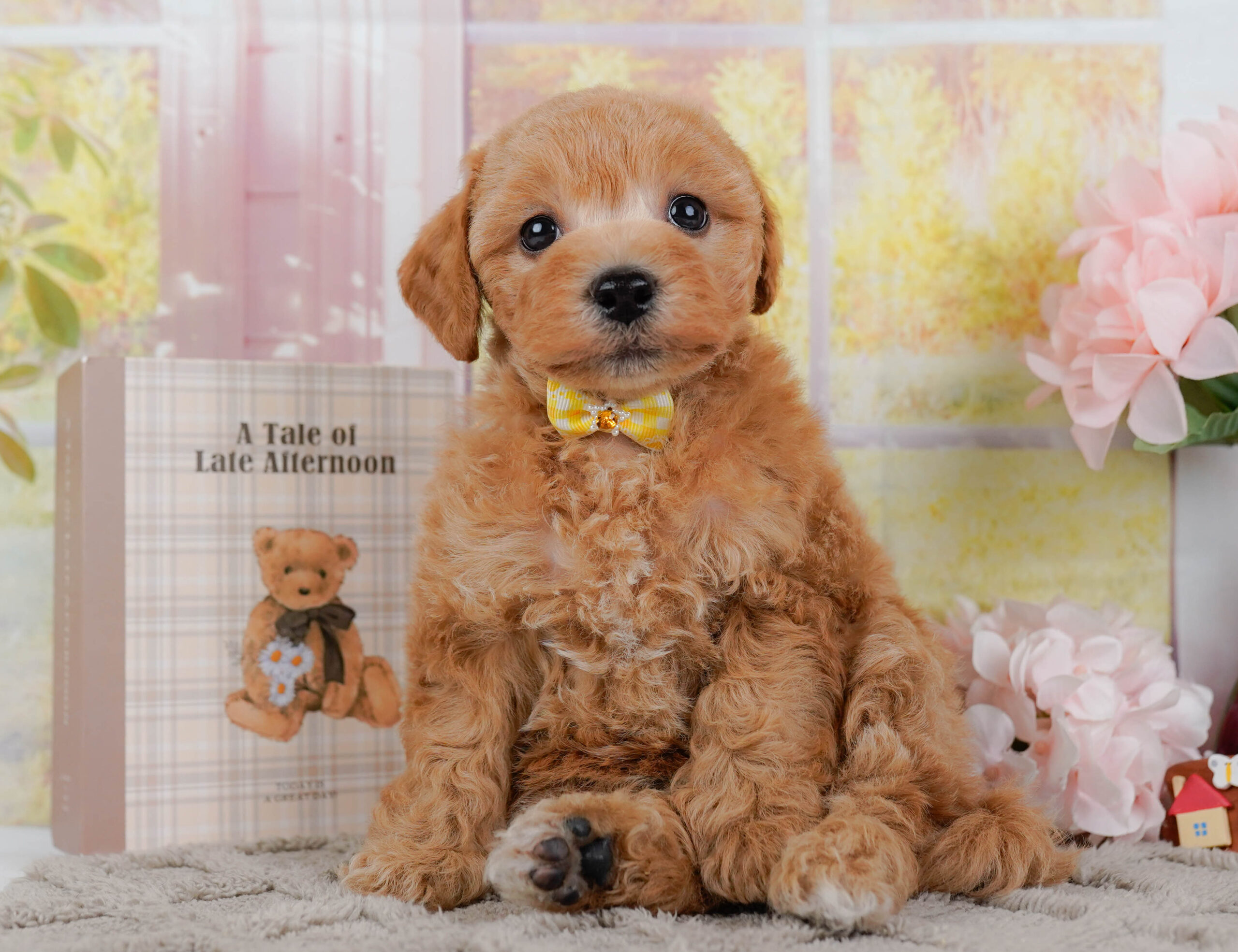 ビションプー | 女の子 | アプリコット | 2025年12月16日