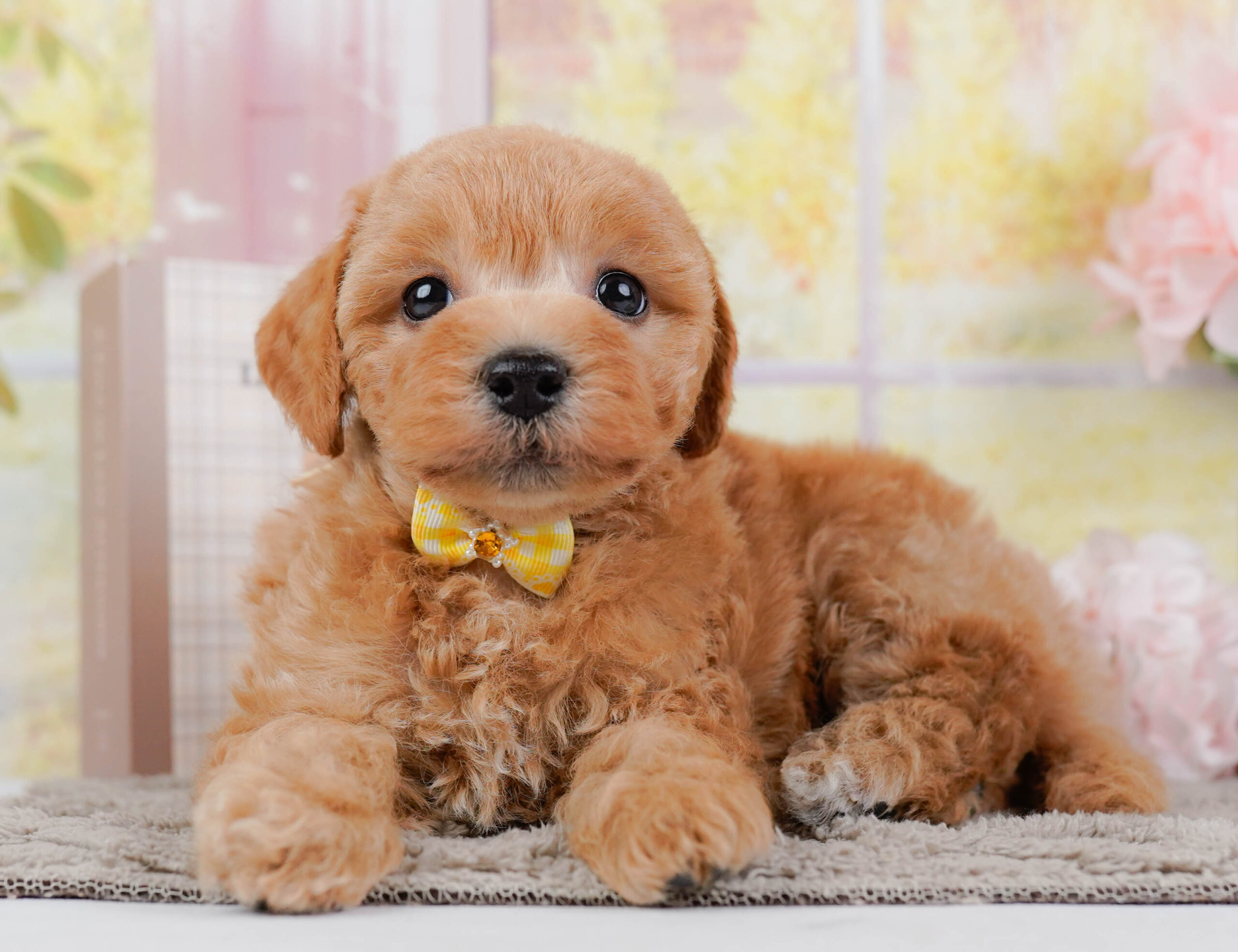 ビションプー | 女の子 | アプリコット | 2025年12月16日