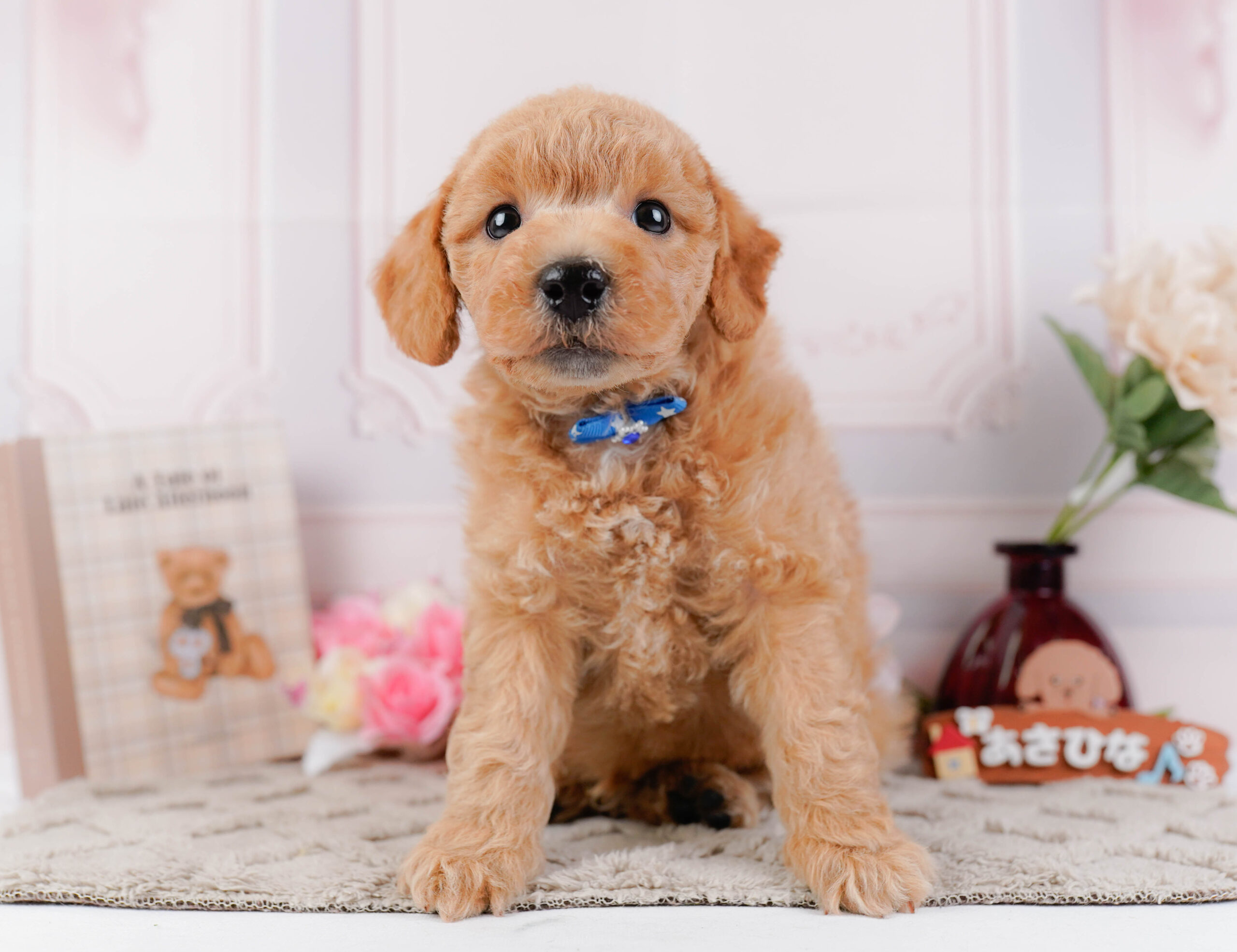 ビションプー | 男の子 | アプリコット | 2025年12月16日