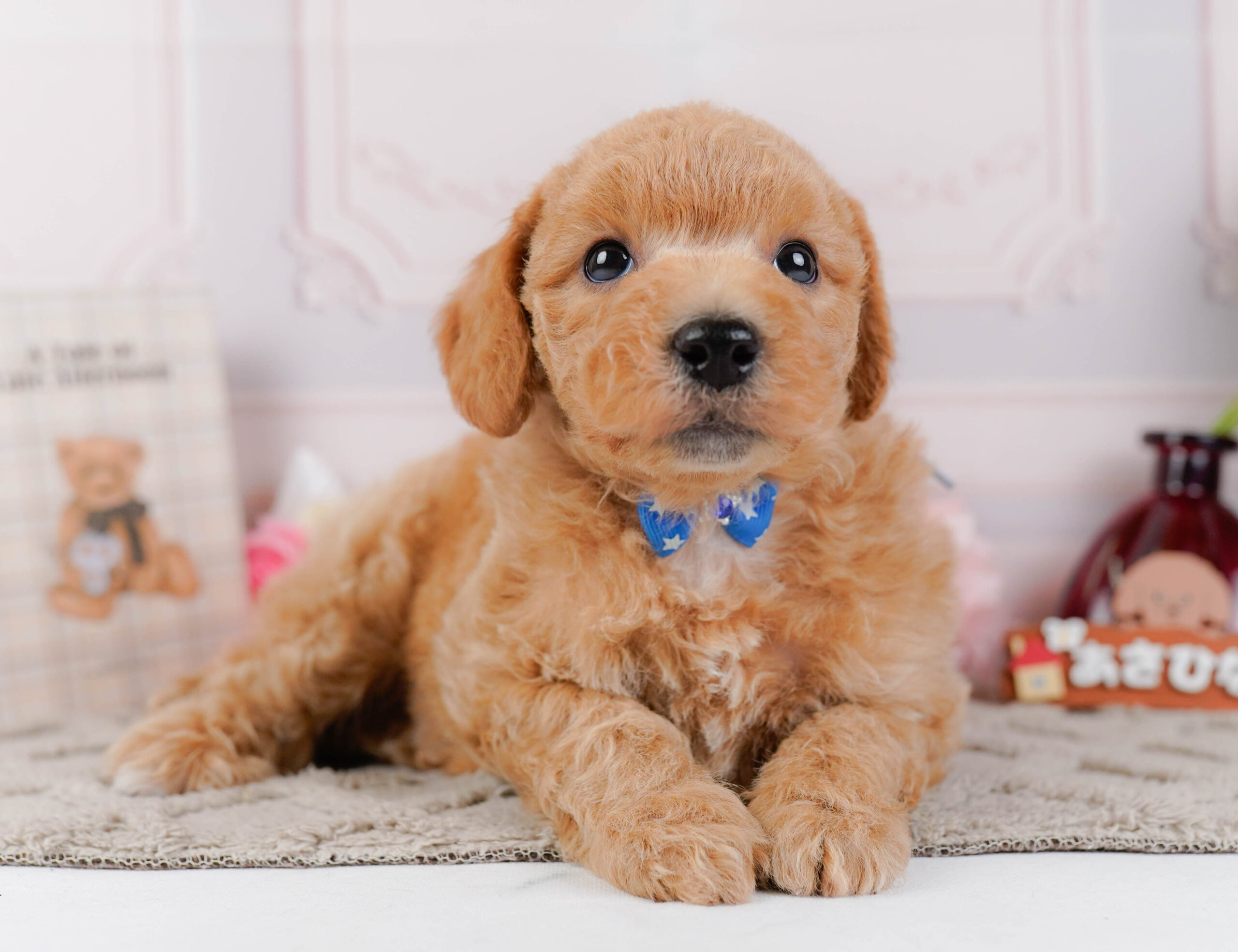 ビションプー | 男の子 | アプリコット | 2025年12月16日
