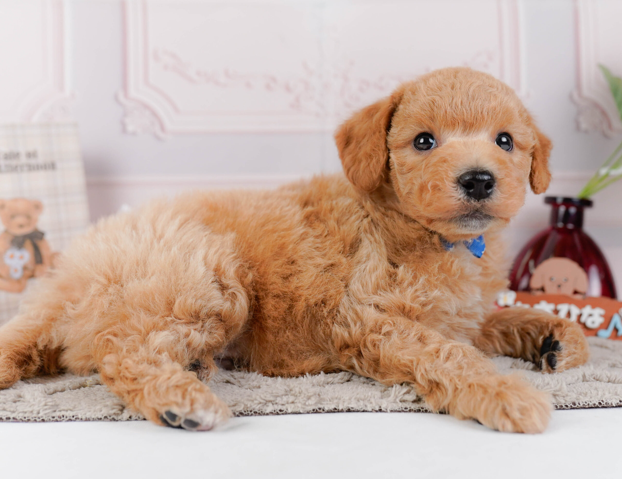 ビションプー | 男の子 | アプリコット | 2025年12月16日