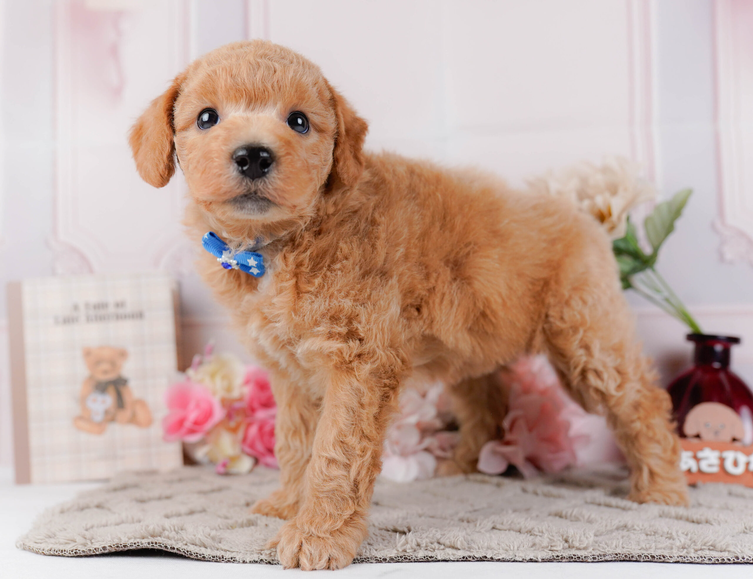 ビションプー | 男の子 | アプリコット | 2025年12月16日