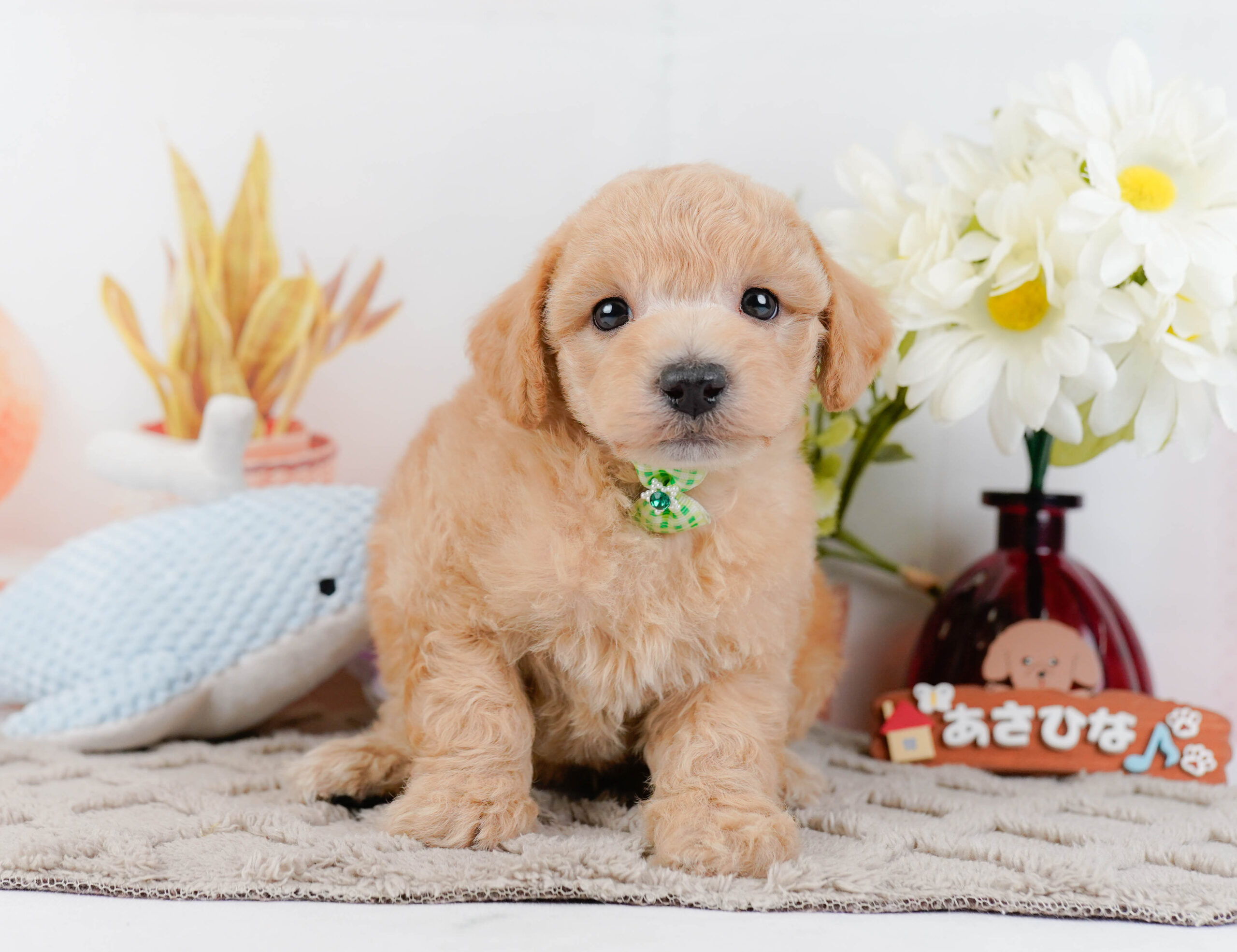 ビションプー | 男の子 | アプリコット | 2025年12月16日