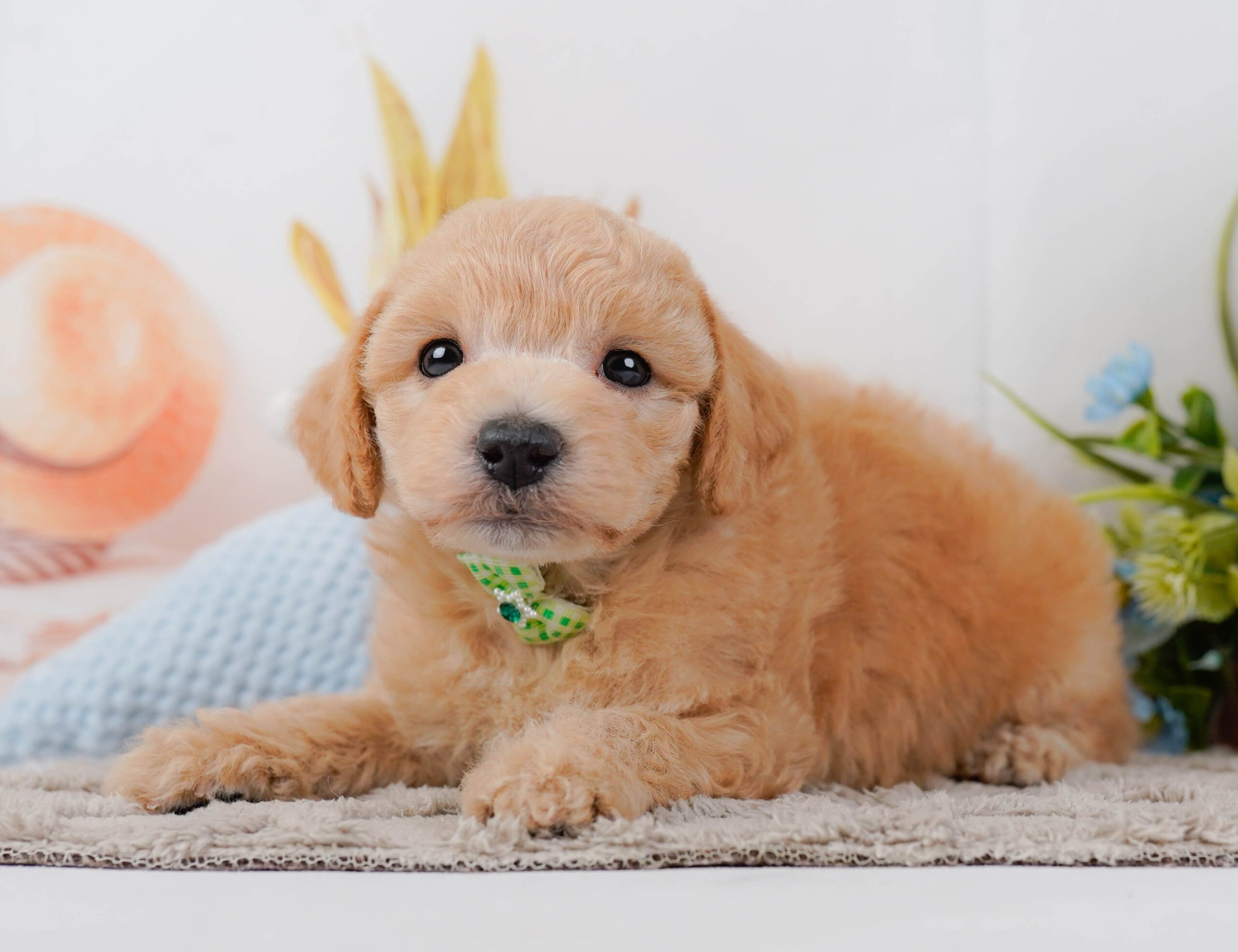 ビションプー | 男の子 | アプリコット | 2025年12月16日