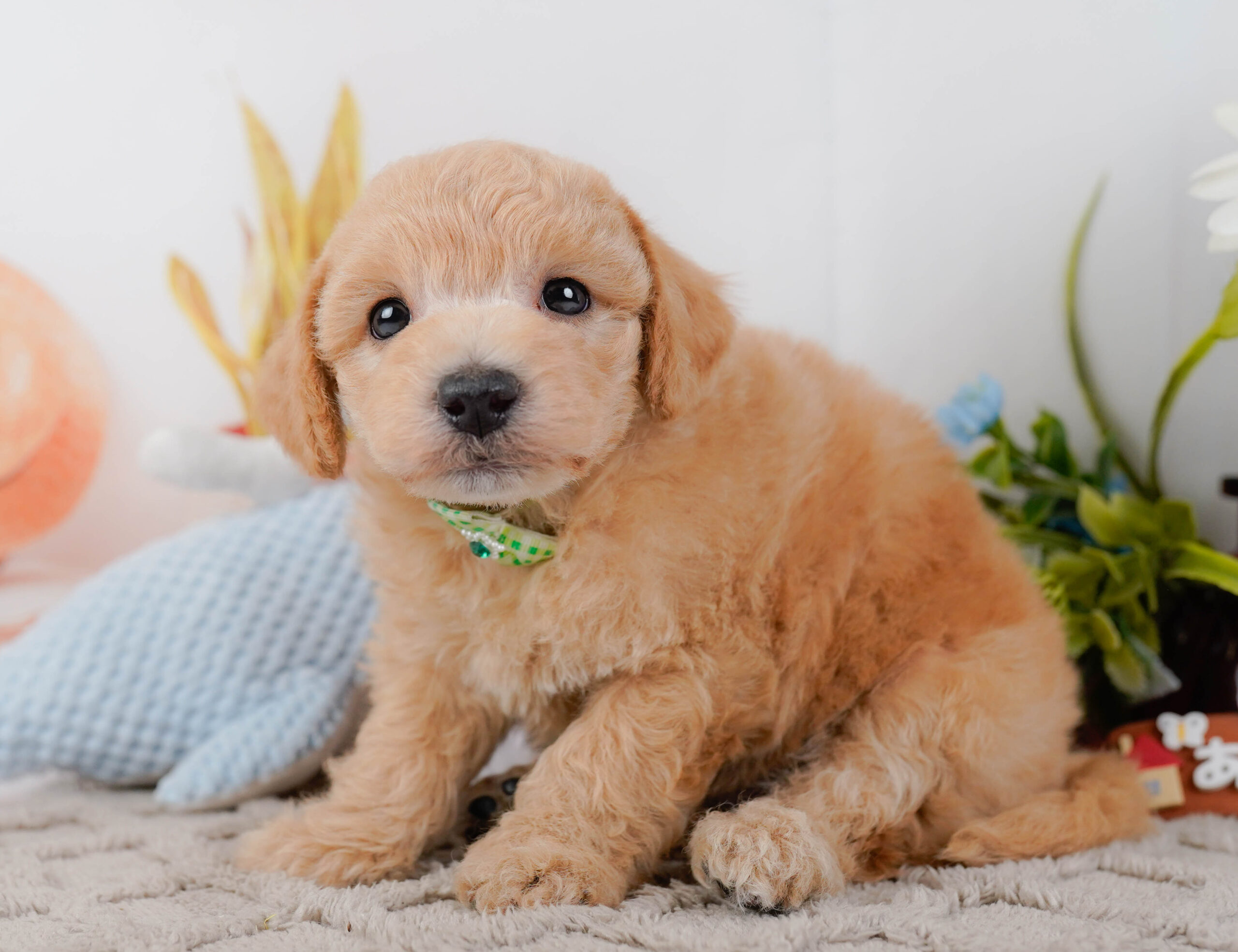 ビションプー | 男の子 | アプリコット | 2025年12月16日