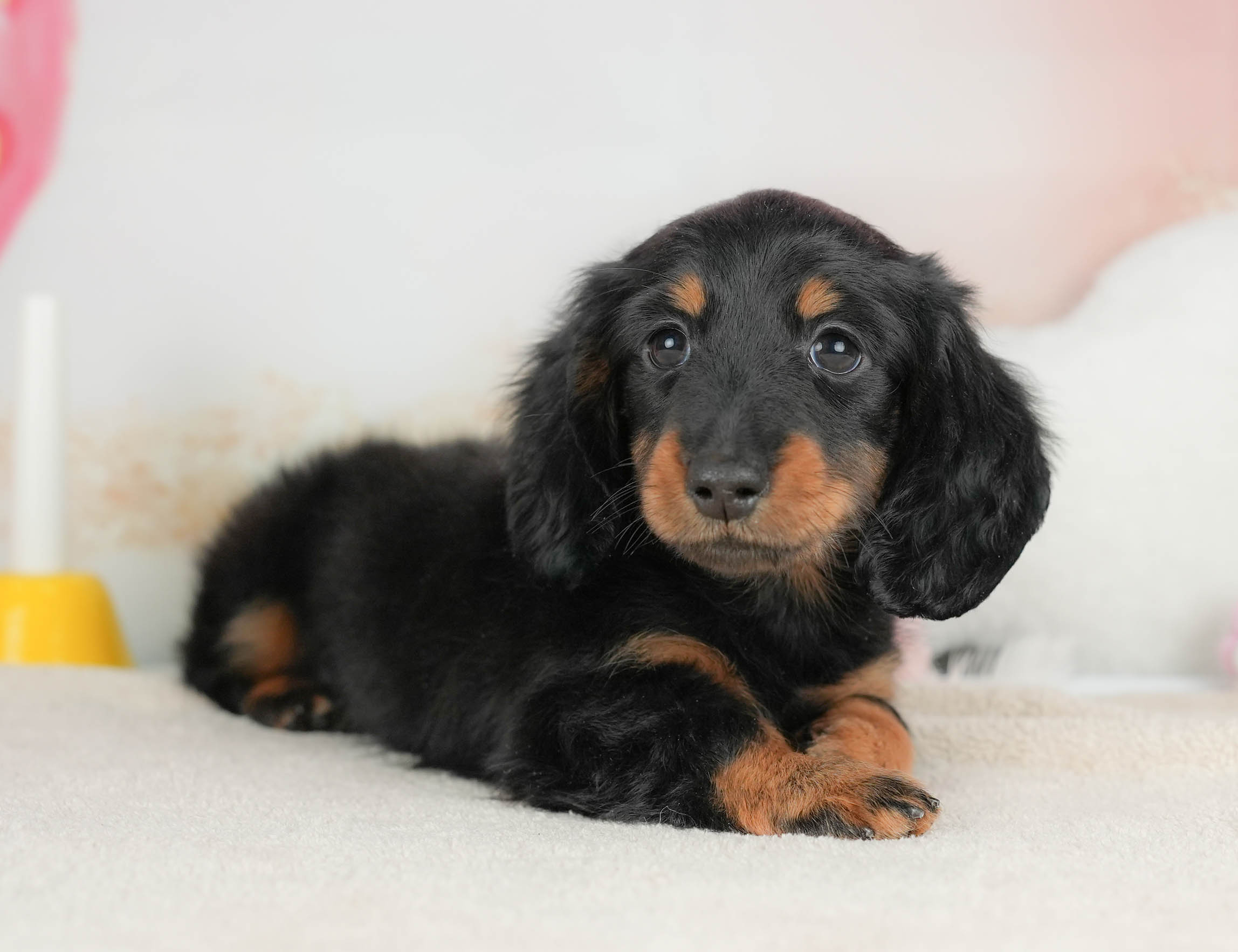 カニンヘン・ダックスフンド(ロング) | 男の子 | ブラック＆タン | 2025年11月17日
