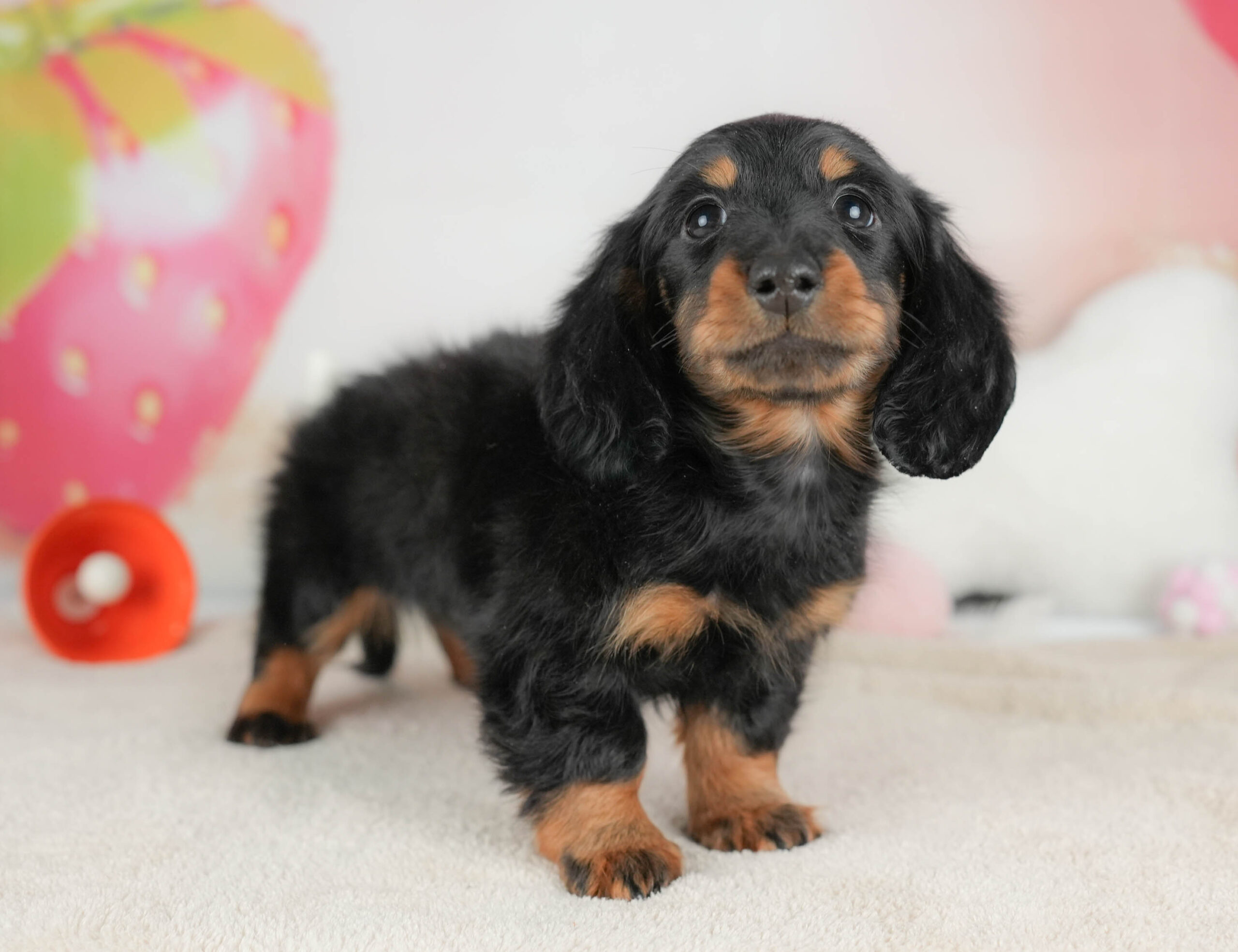 カニンヘン・ダックスフンド(ロング) | 男の子 | ブラック＆タン | 2025年11月17日