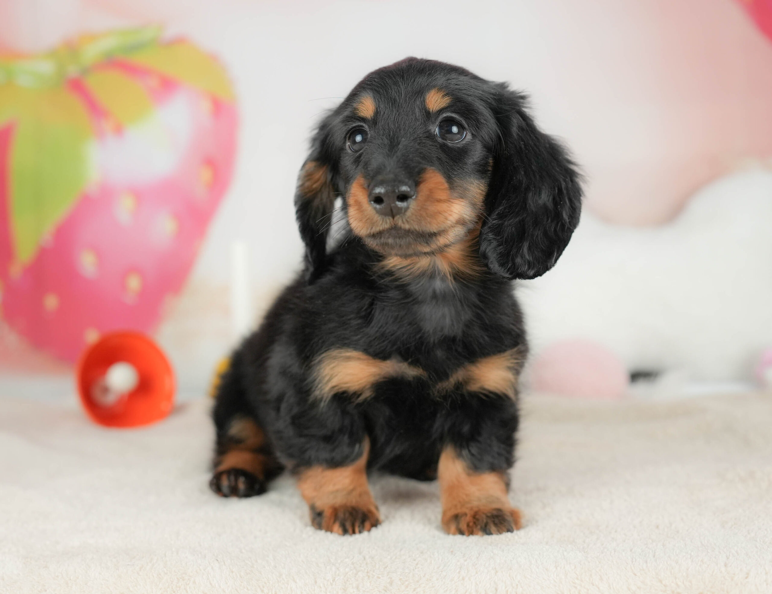 カニンヘン・ダックスフンド(ロング) | 男の子 | ブラック＆タン | 2025年11月17日