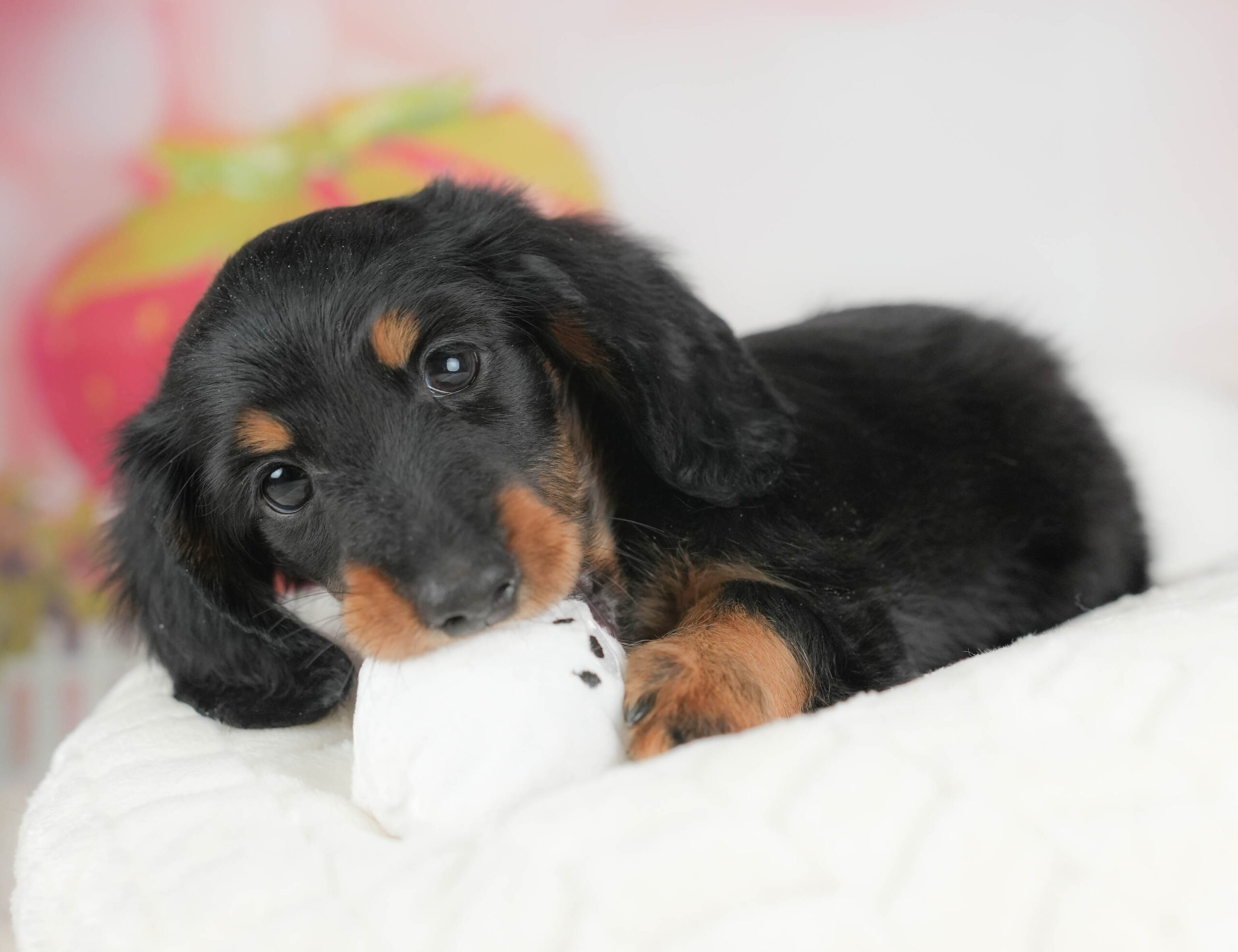 カニンヘン・ダックスフンド(ロング) | 男の子 | ブラック＆タン | 2025年11月17日