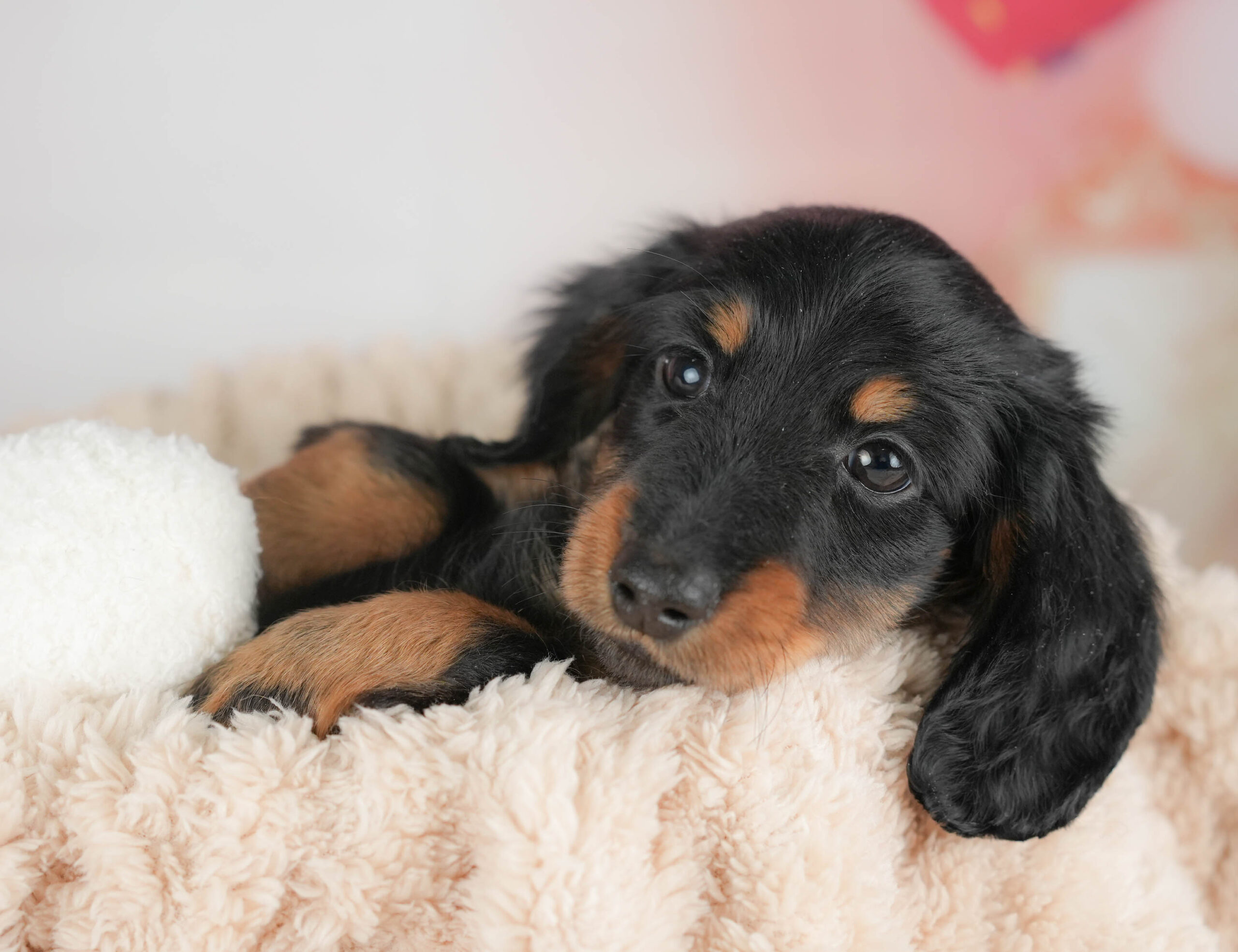 カニンヘン・ダックスフンド(ロング) | 男の子 | ブラック＆タン | 2025年11月17日