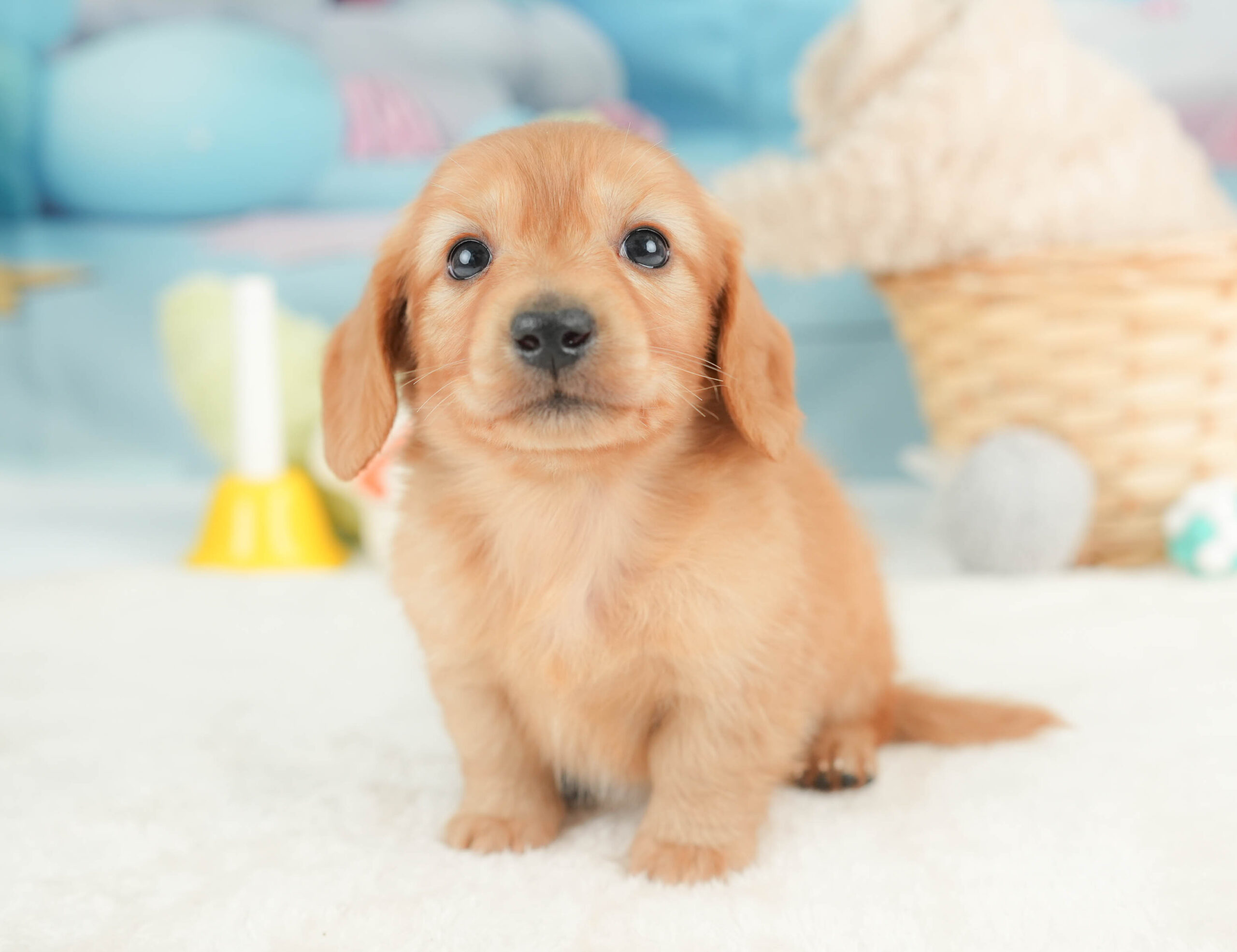 カニンヘン・ダックスフンド(ロング) | 男の子 | ゴールド | 2025年12月15日