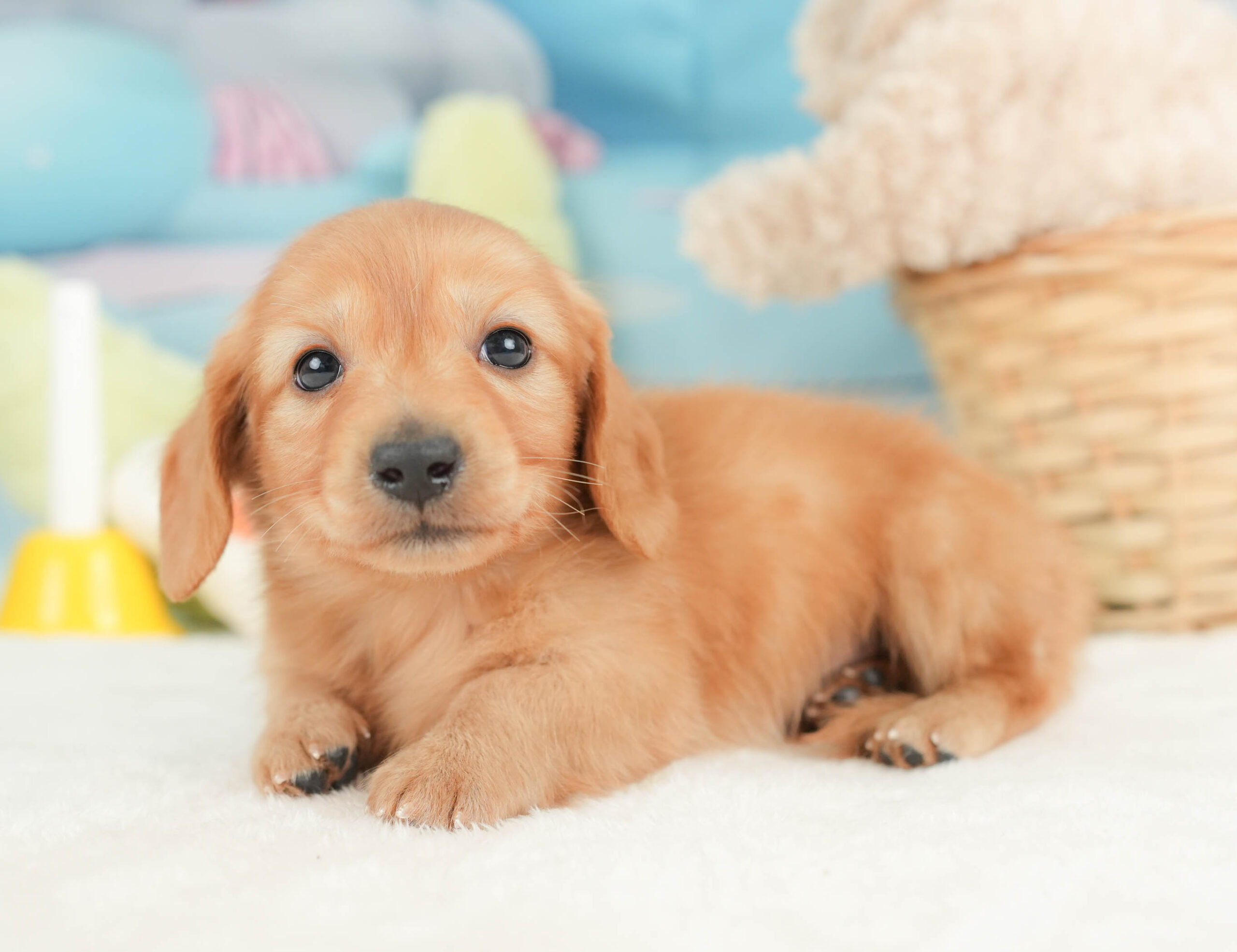 カニンヘン・ダックスフンド(ロング) | 男の子 | ゴールド | 2025年12月15日