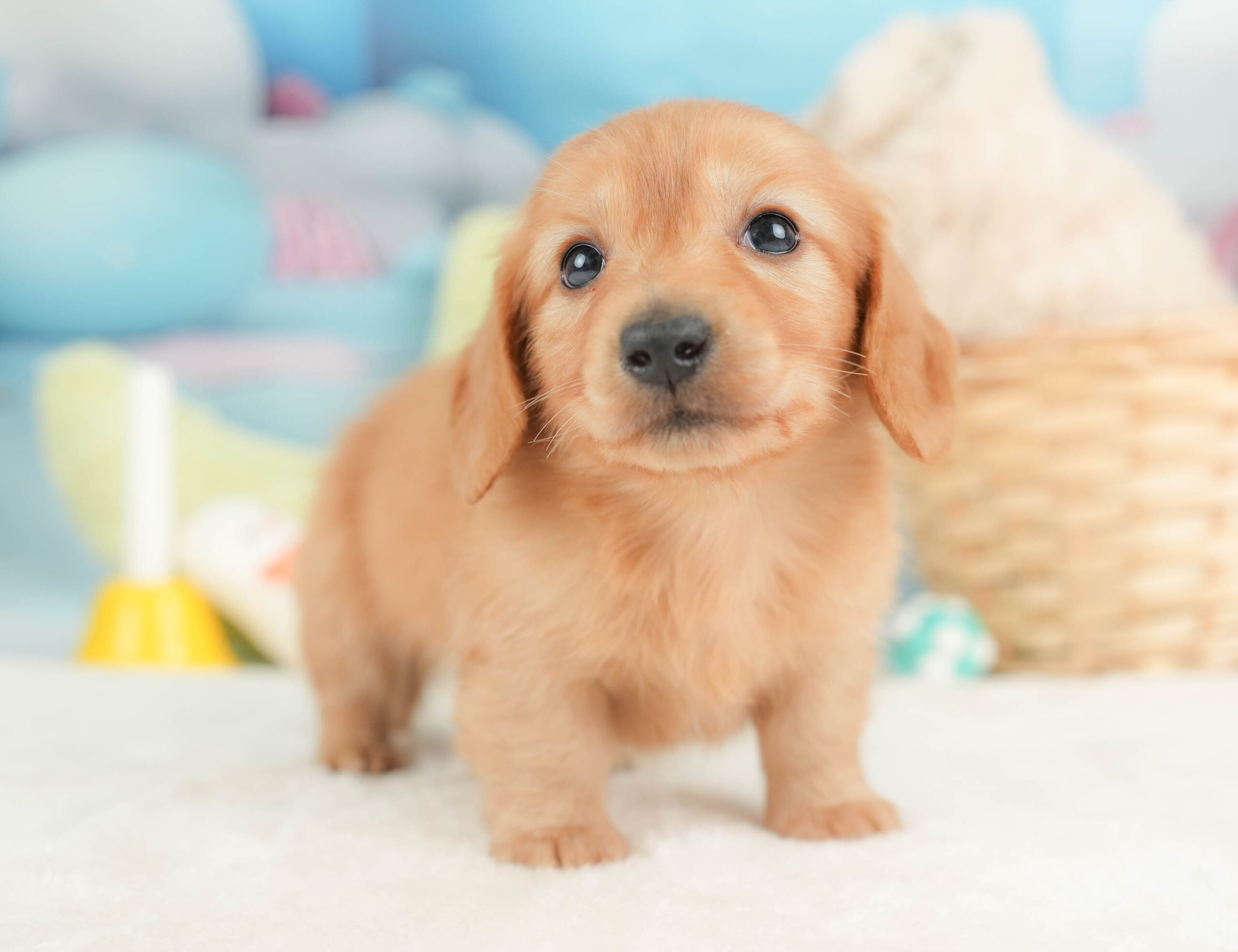 カニンヘン・ダックスフンド(ロング) | 男の子 | ゴールド | 2025年12月15日