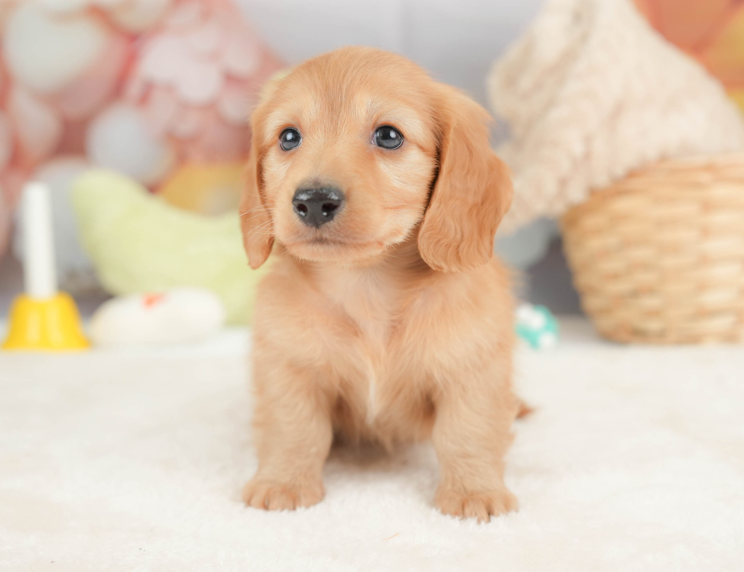 カニンヘン・ダックスフンド(ロング) | 男の子 | ゴールド | 2025年12月15日